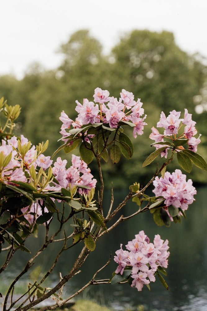 Pink rhododendron flowers bloom against blurred green foliage and water in a spring garden setting.