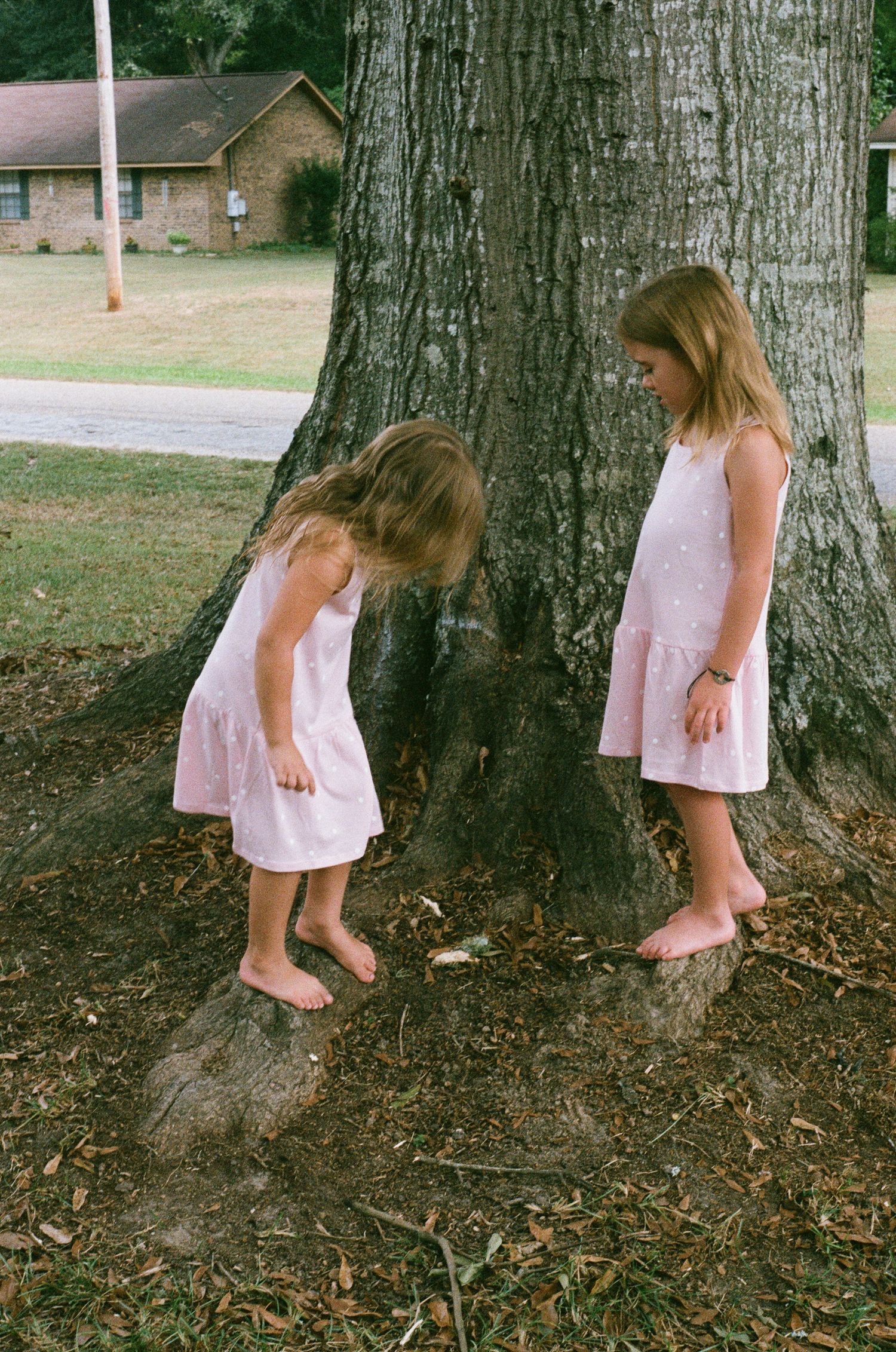 Sequence showing movement around a large tree trunk with fallen leaves on the ground.
