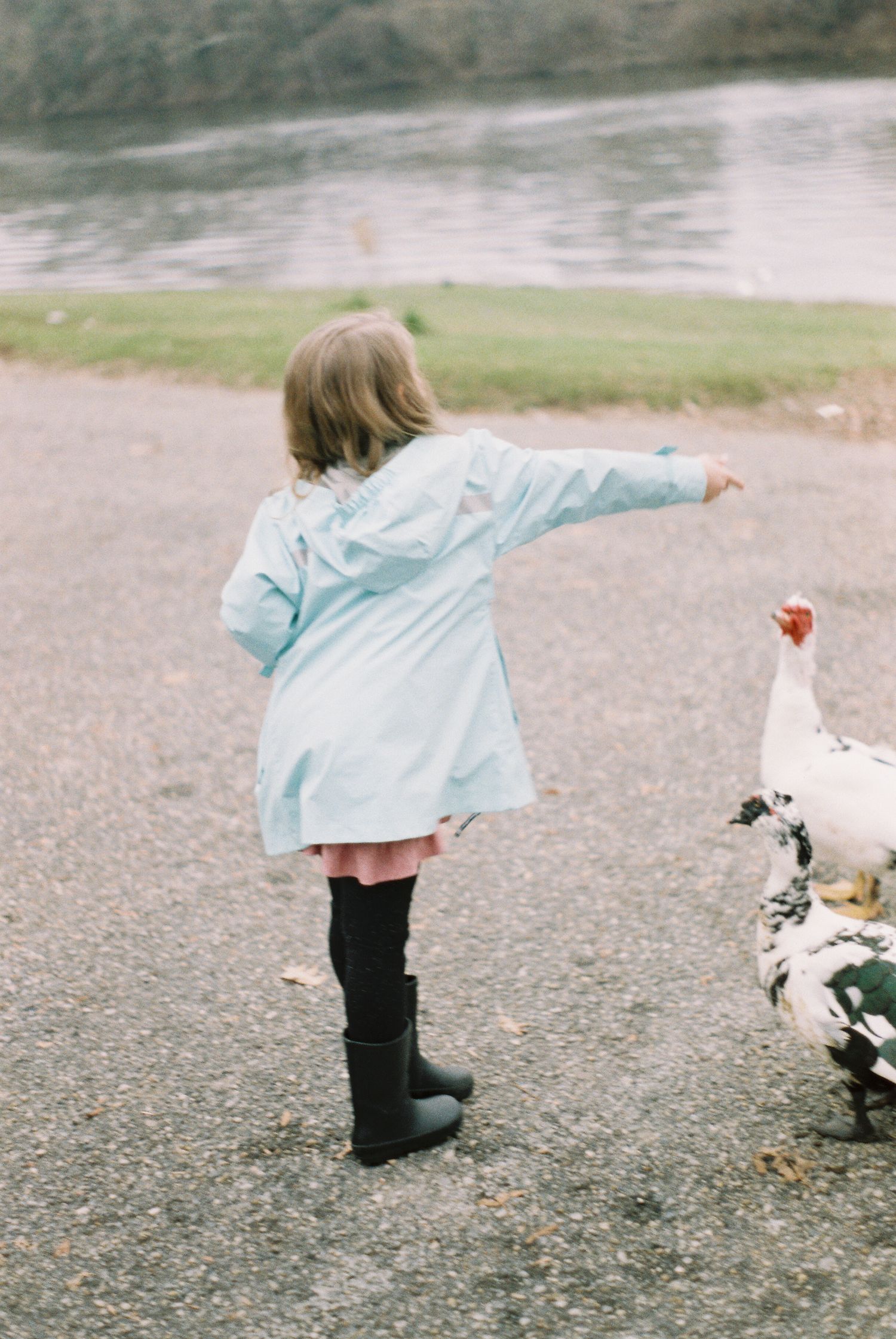 Small figure in blue coat and rain boots interacting with geese by the water.
