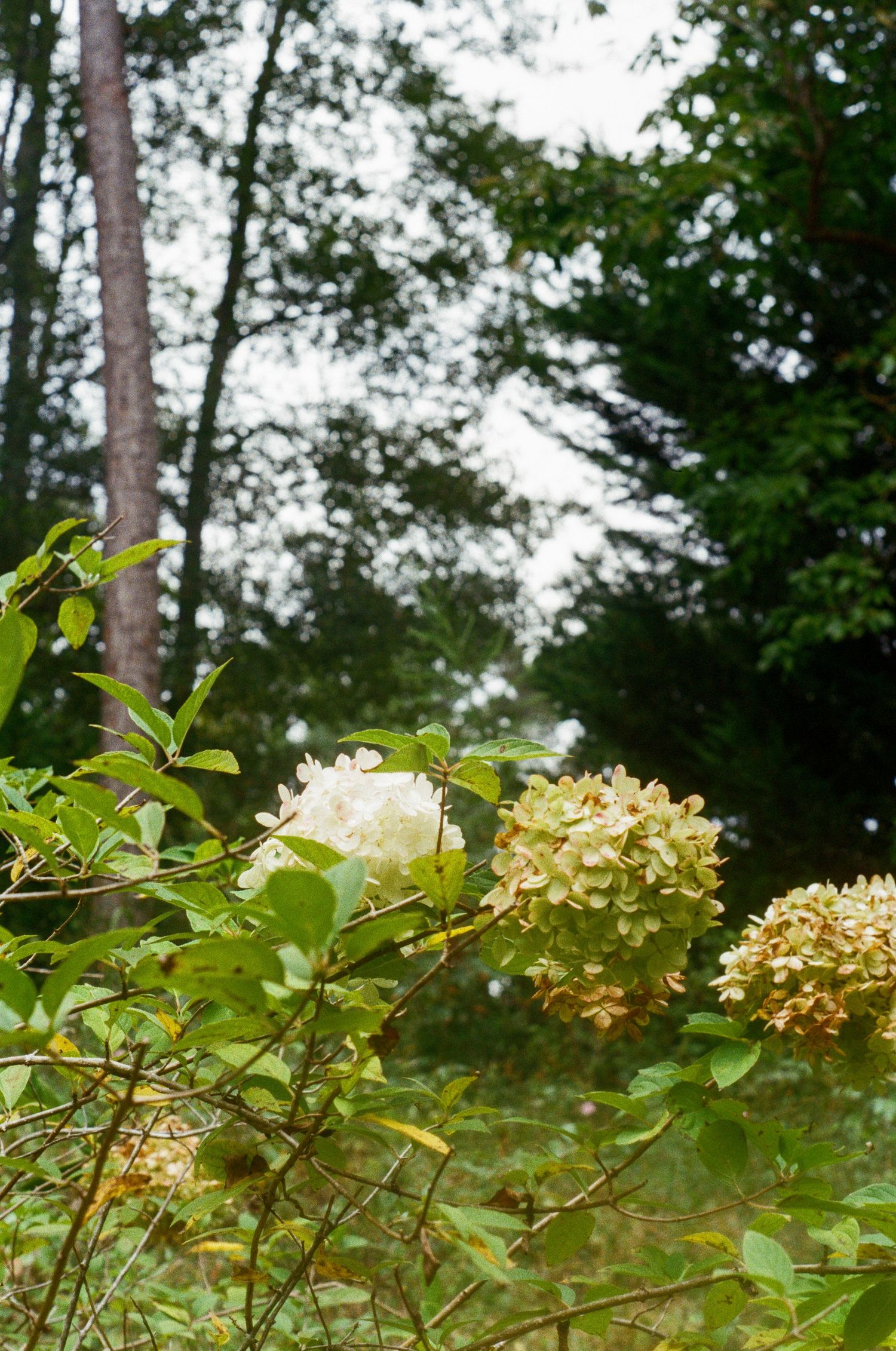 Delicate white hydrangea blooms growing on bushes with green foliage against a wooded background.