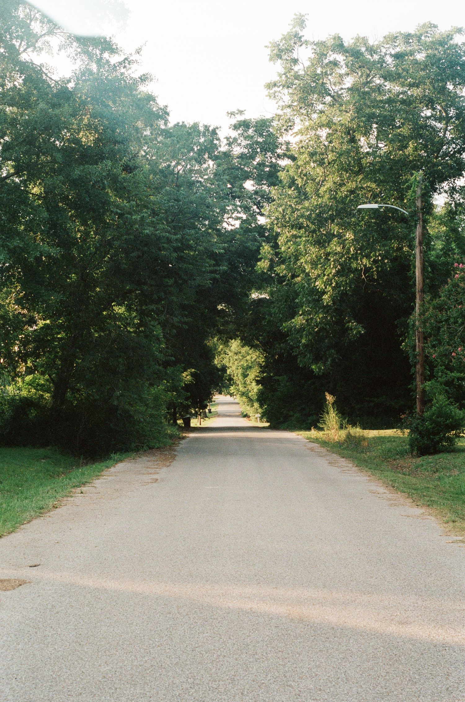 Tree-lined gravel path winding through a peaceful park.