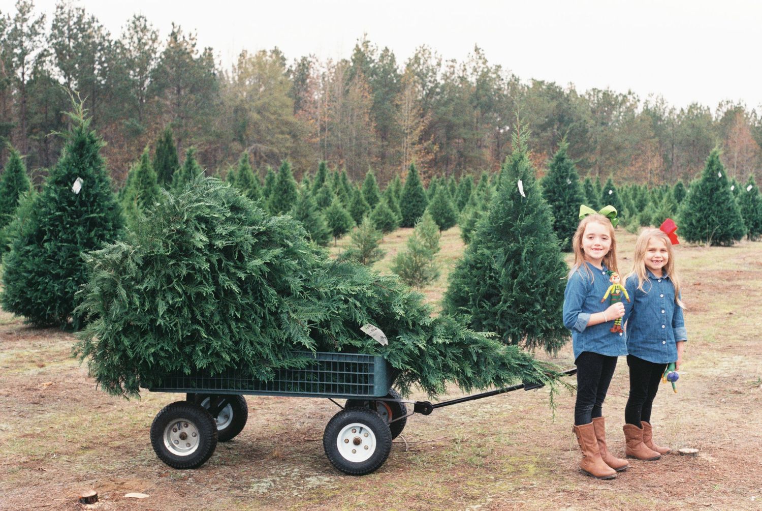 Two people pulling a Christmas tree on a wagon at a tree farm.