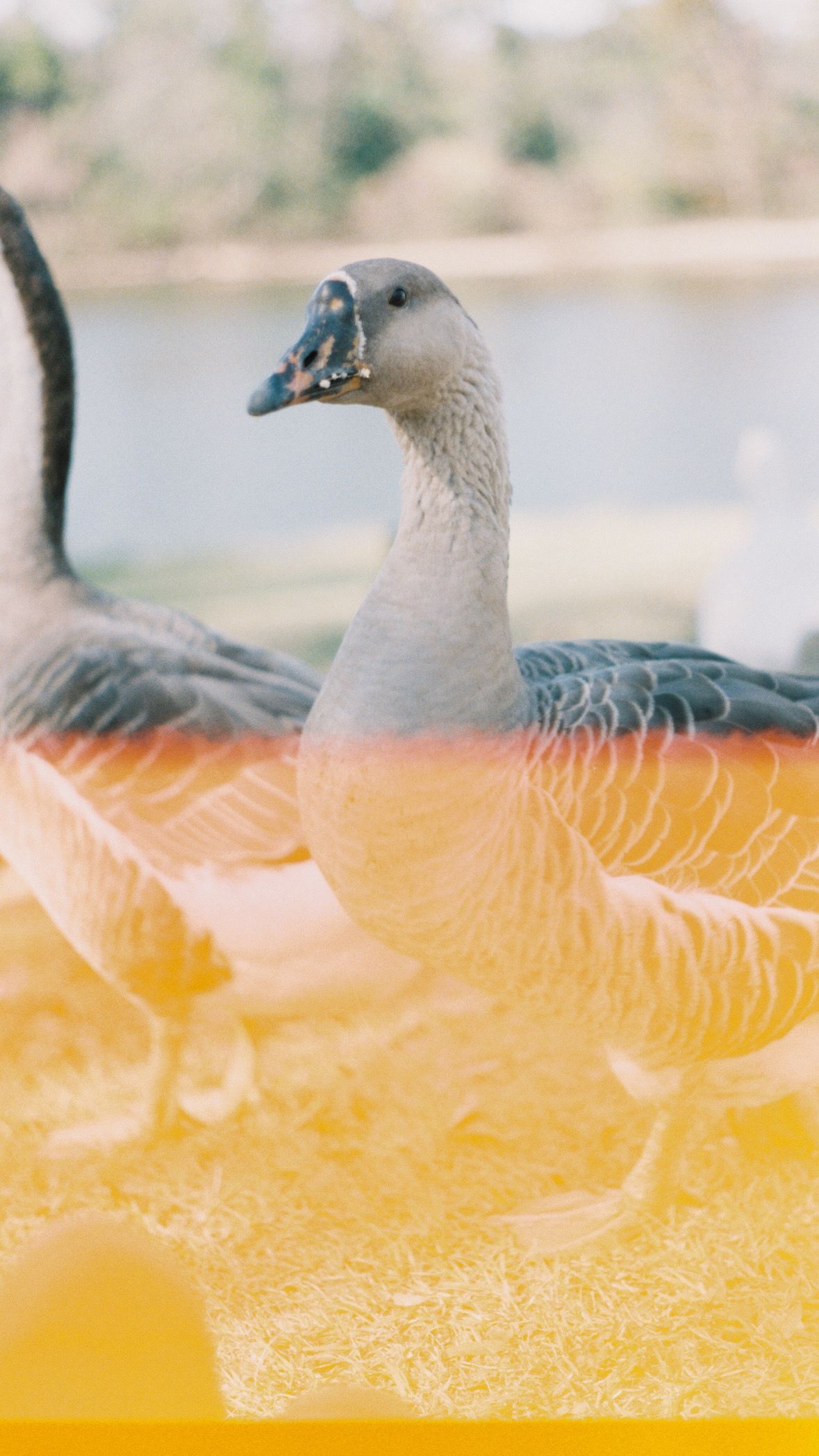 Artistic close-up of seagulls against a vibrant yellow background creating an abstract composition.