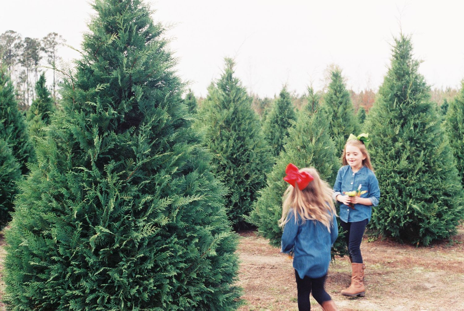 Two people walking through a Christmas tree farm on an autumn day.