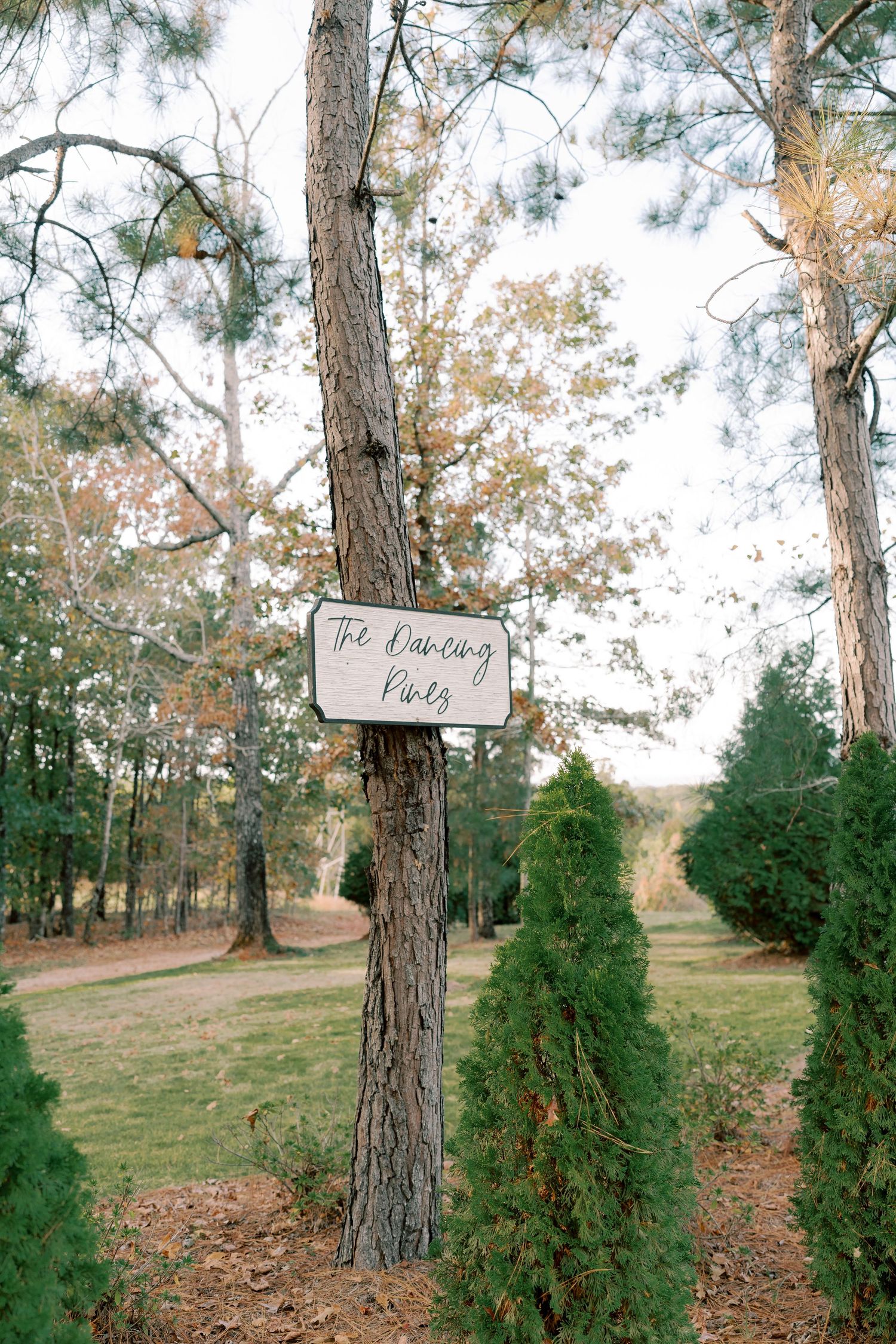 Rustic wedding directional signs hanging on pine trees in an outdoor venue.