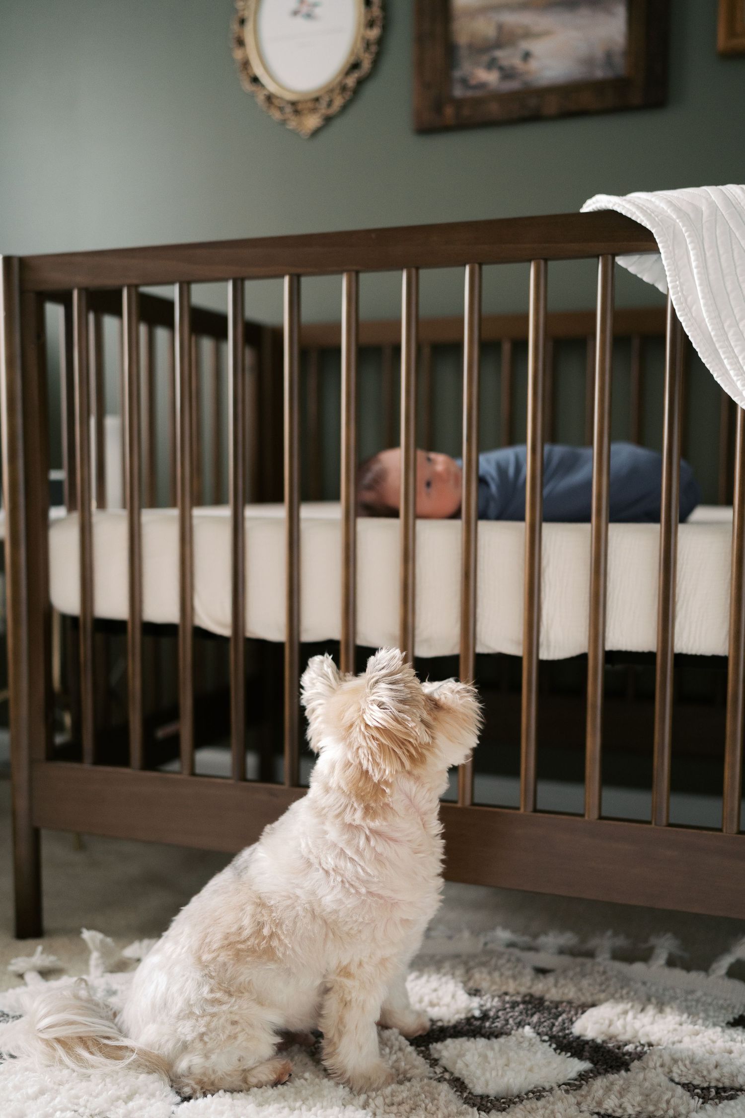 A white fluffy dog rests on a plush rug beside a dark wooden crib.