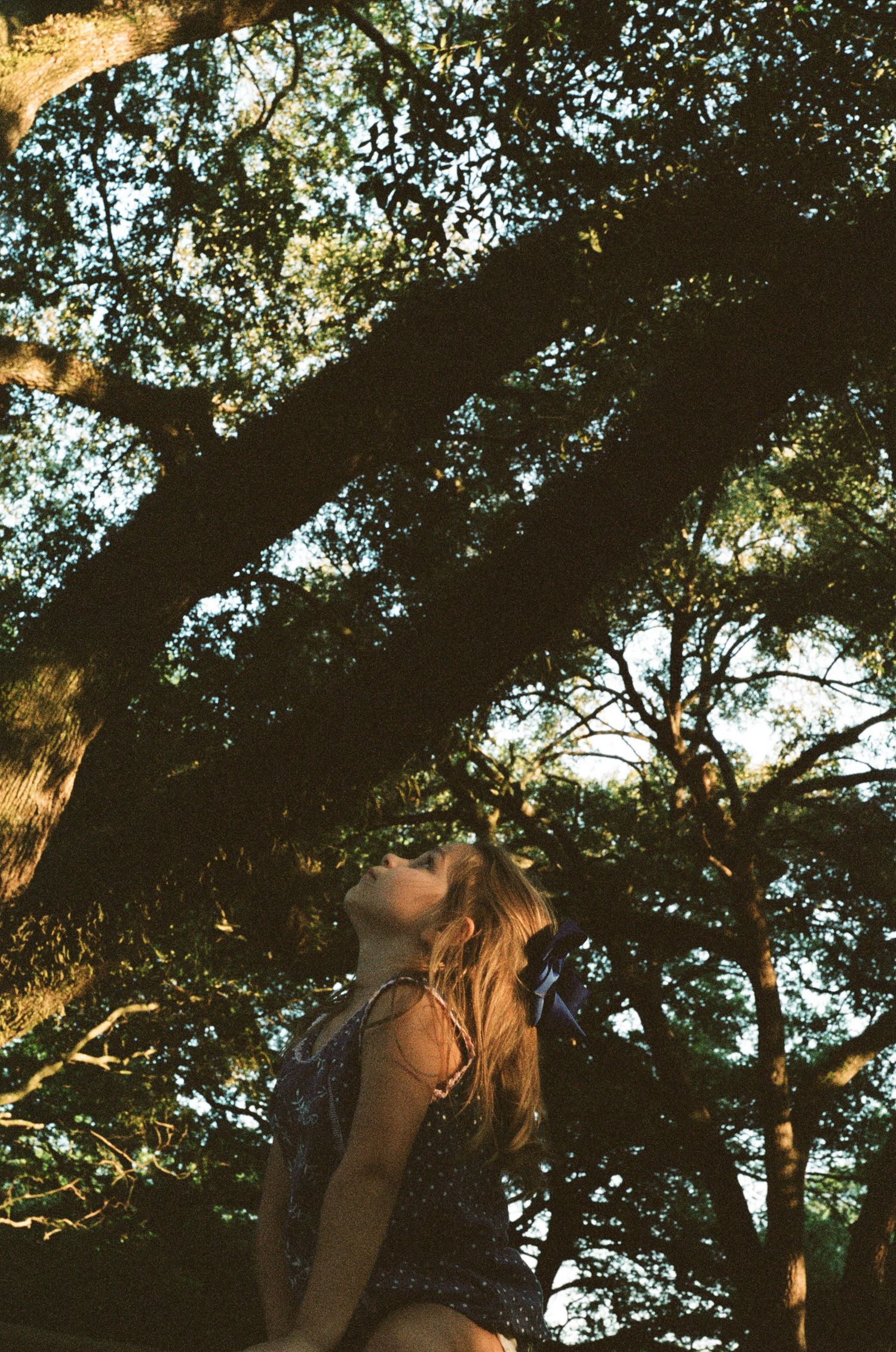 Sunlight filters through tree branches creating a natural canopy effect.