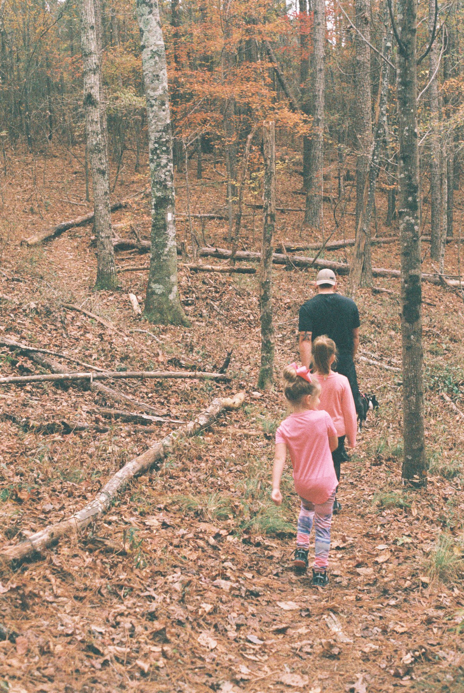 Autumn forest trail with fallen leaves covering the ground among tall trees.