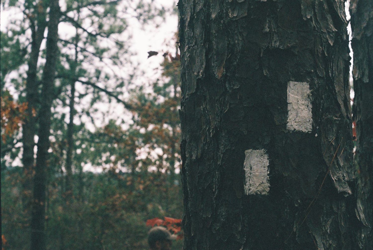 Close-up of a dark tree trunk with rectangular markings in a forest setting.