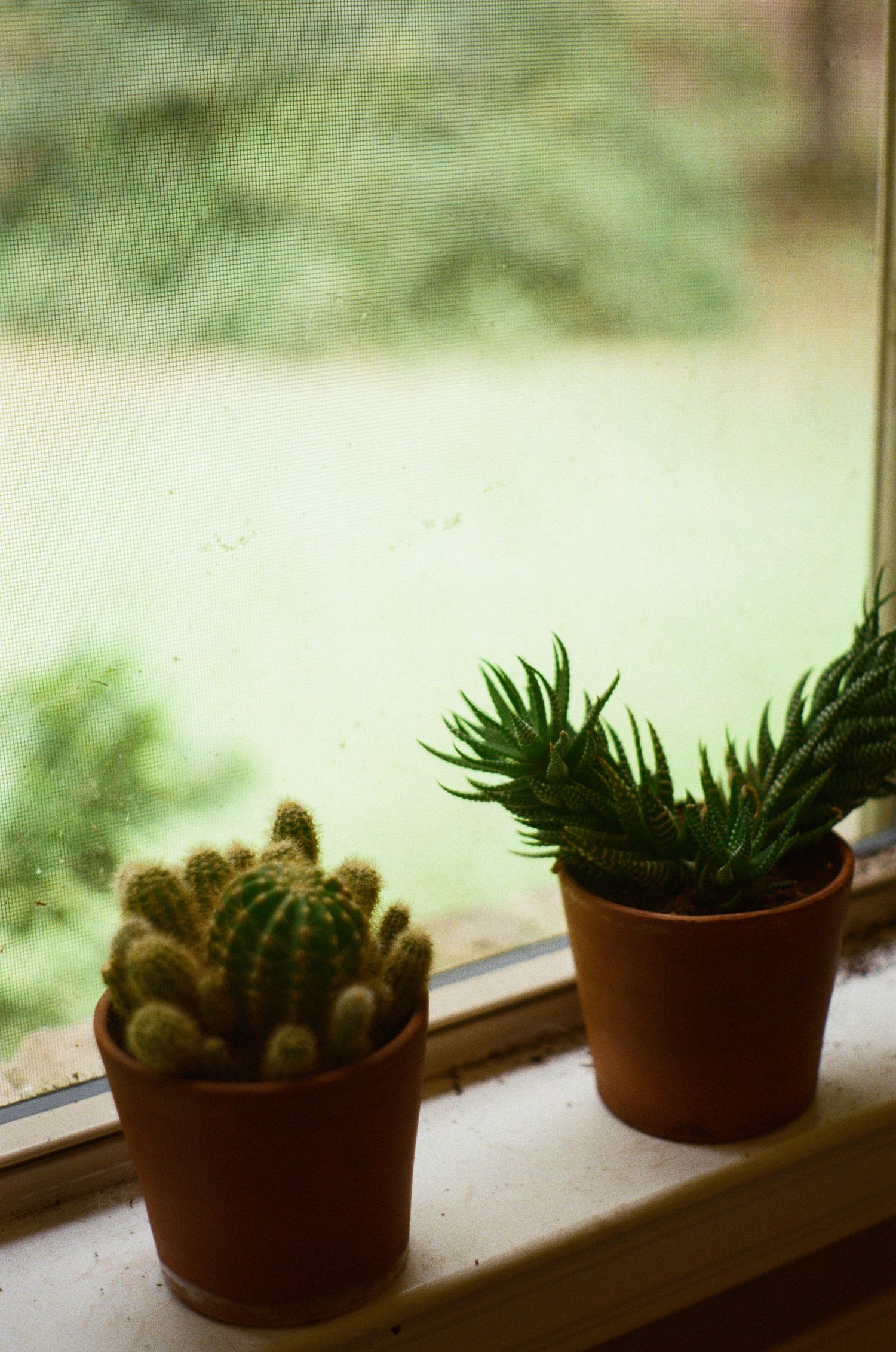 Small potted succulents and cacti line up on a windowsill in soft natural light.