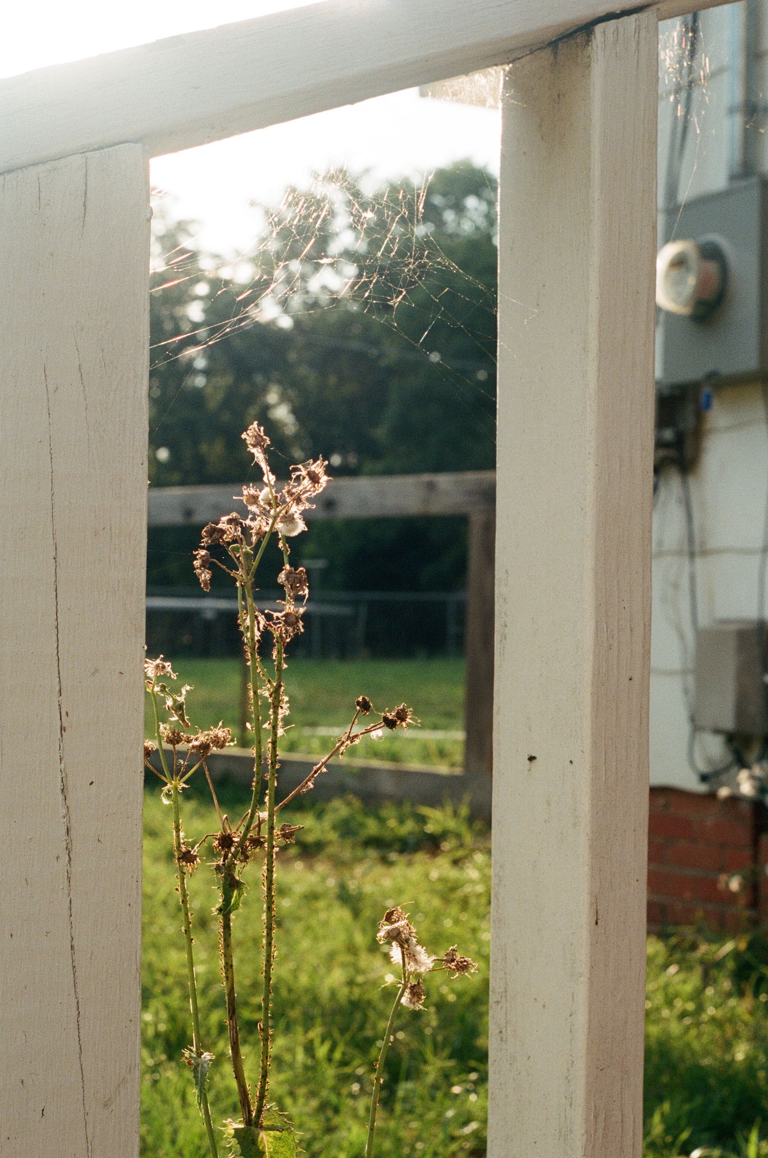 White porch posts frame a view of wildflowers and grass in golden evening light.