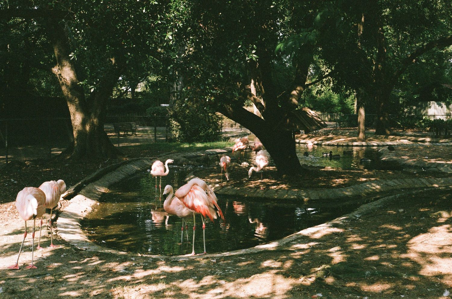 Pink flamingos stand in dappled sunlight under shady trees.