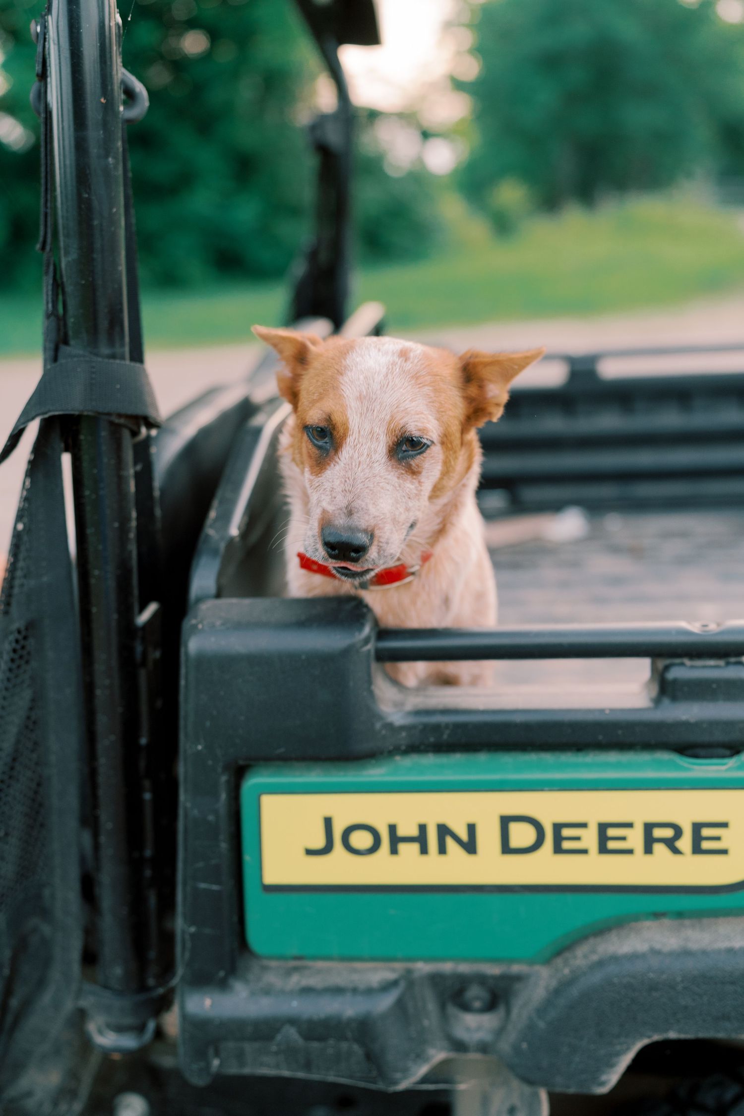 Dog with tongue out sitting in John Deere utility vehicle.