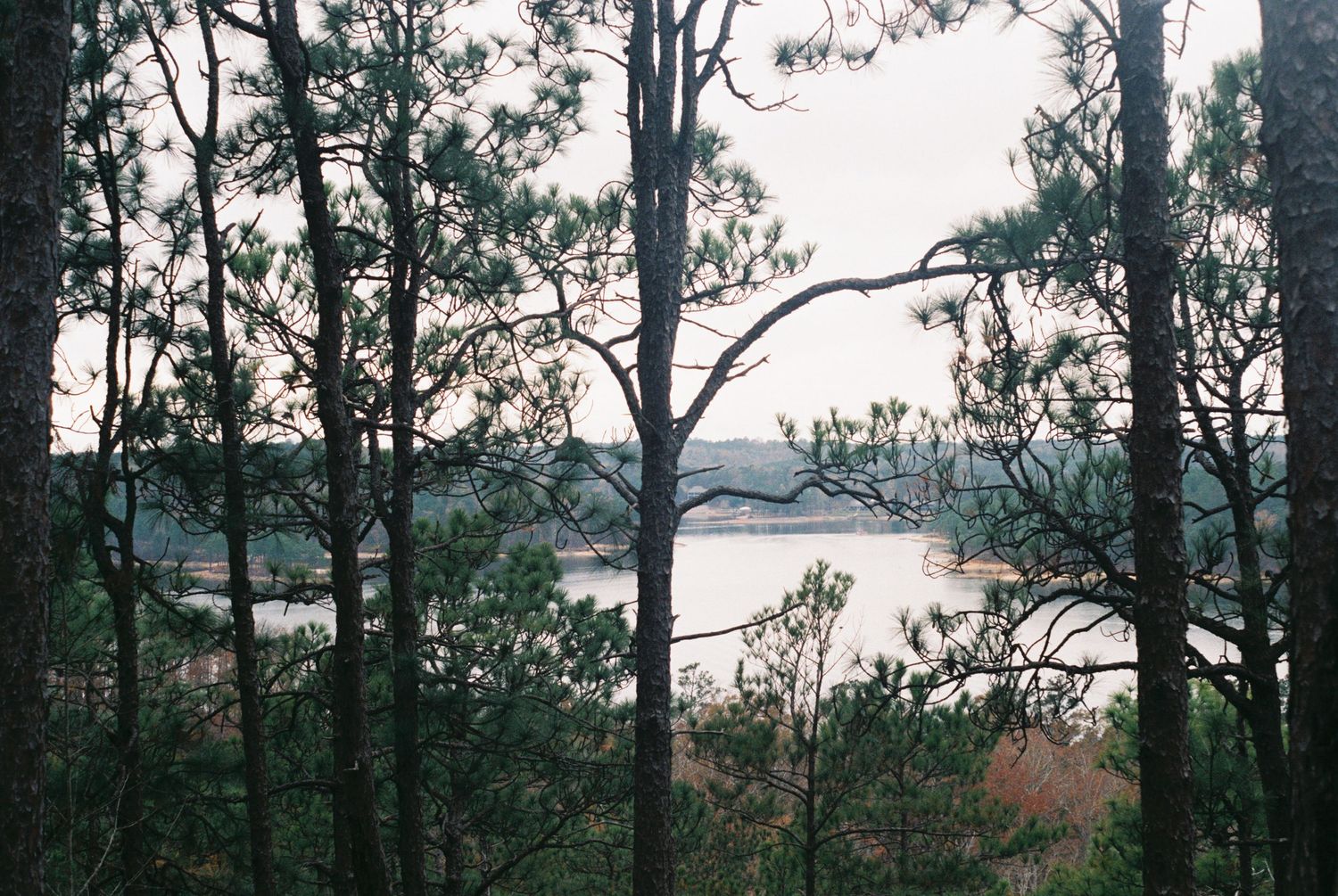 Lake view through pine trees on a misty day.