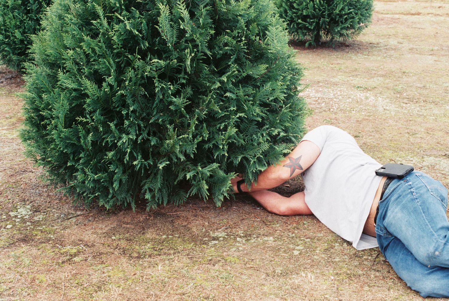 Person lying down next to an evergreen tree at a Christmas tree farm.
