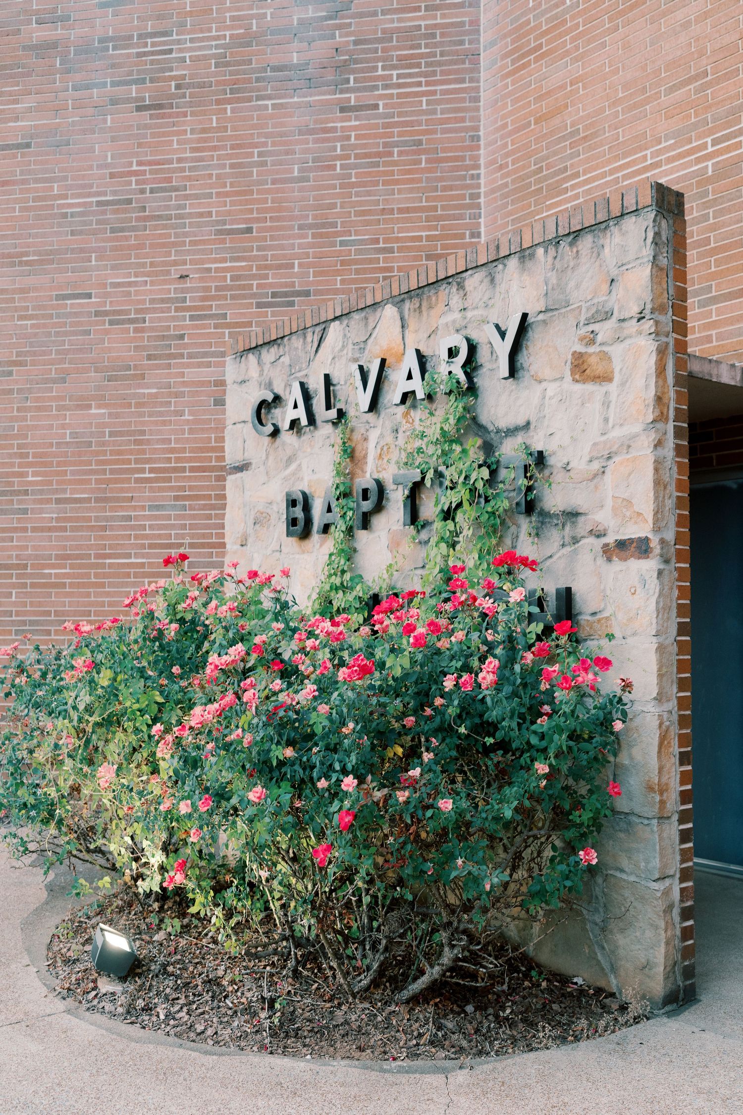 Calvary Baptist Church sign on brick wall with blooming red rose bushes.