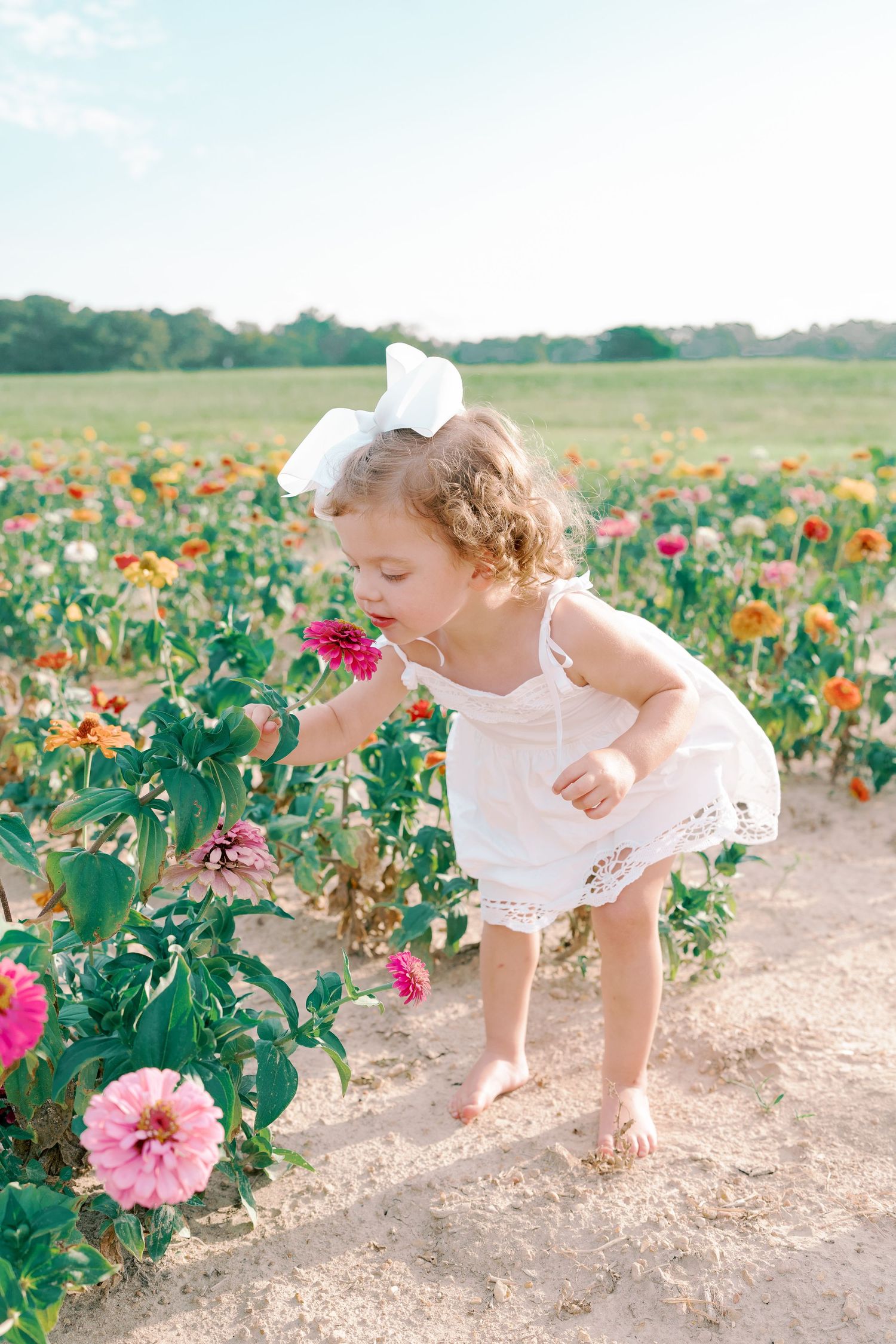 Small child explores and bends down to look at pink flowers growing in a field.