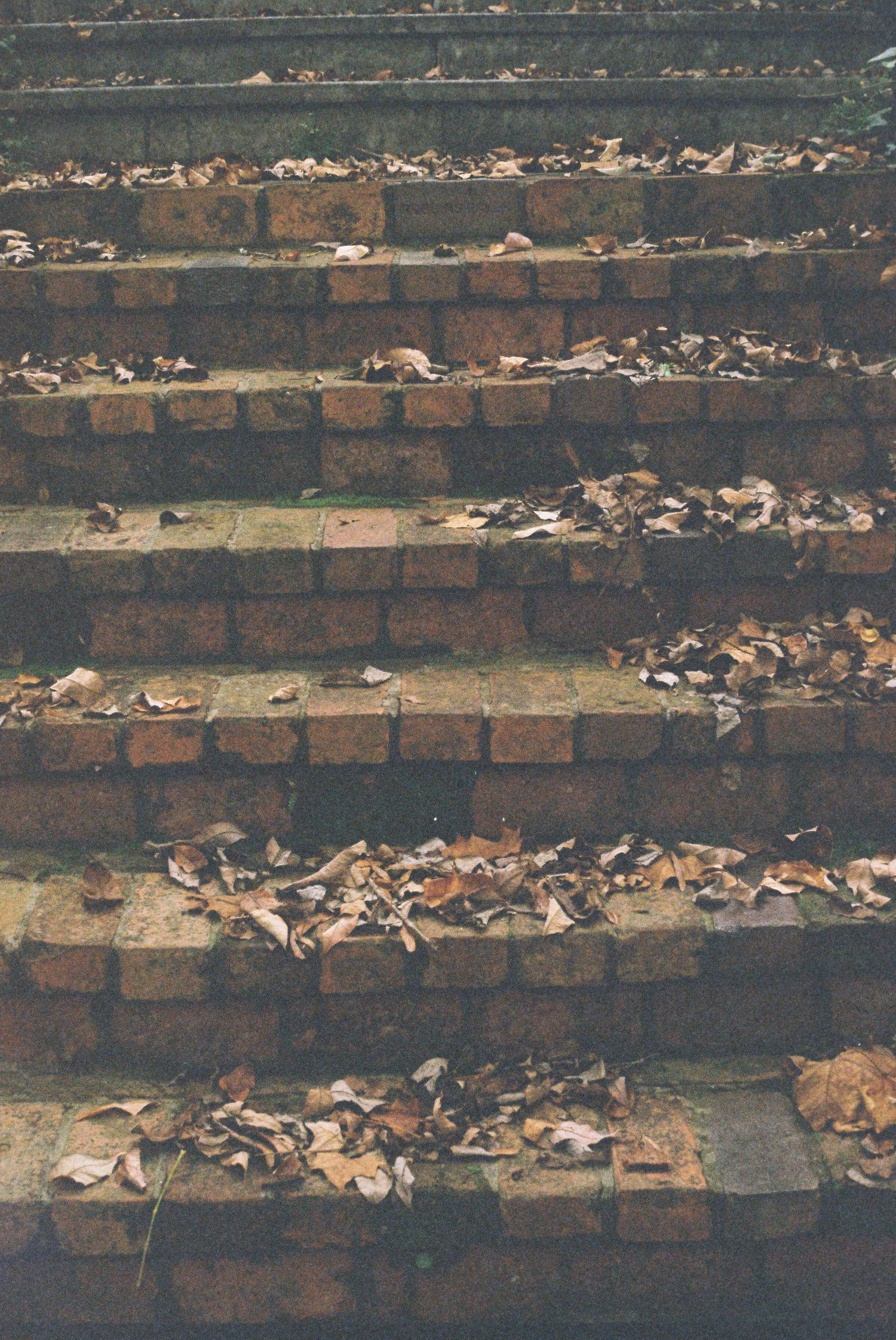 Weathered wooden steps covered in fallen autumn leaves.