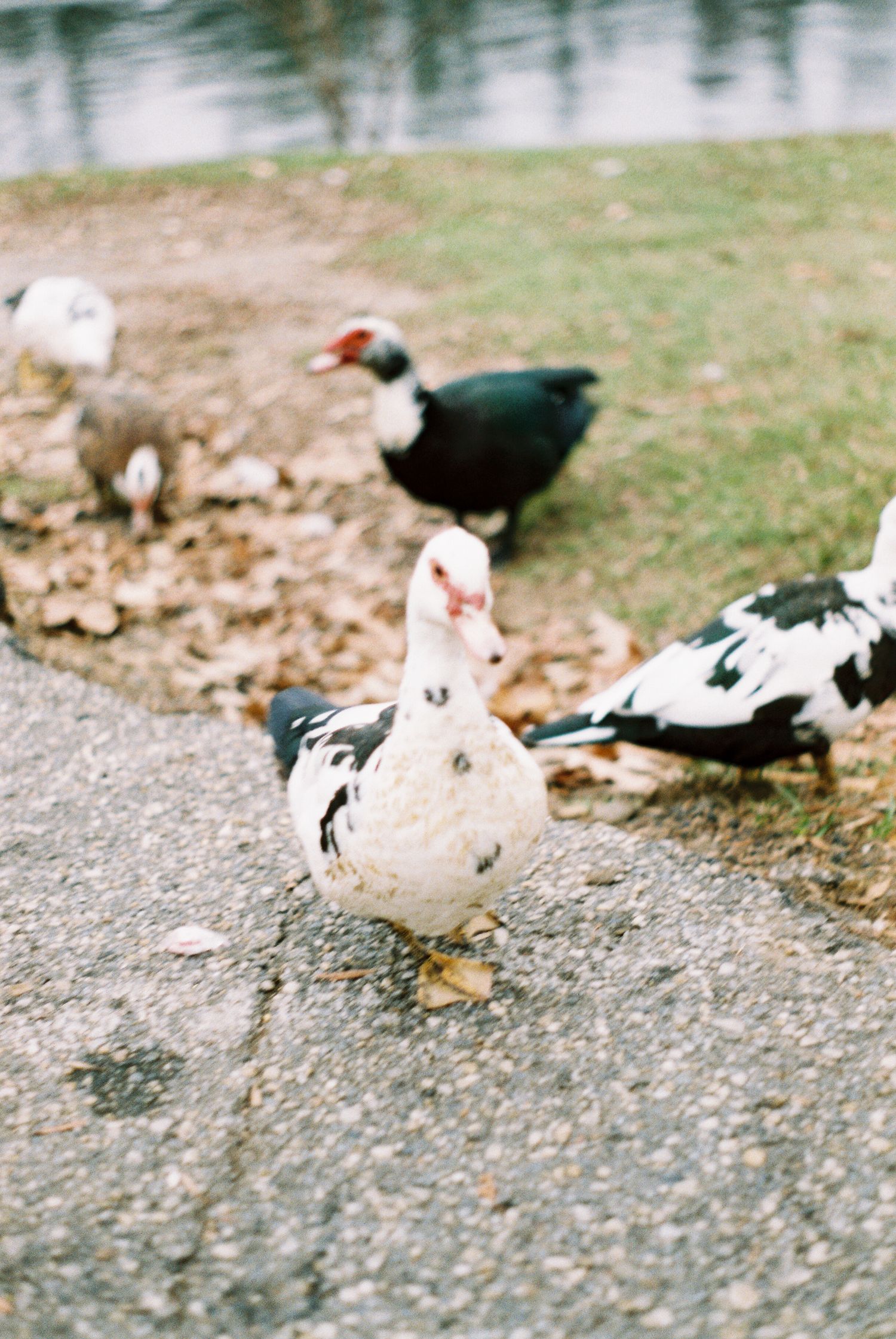 White and black ducks gathered on gravel near water's edge.