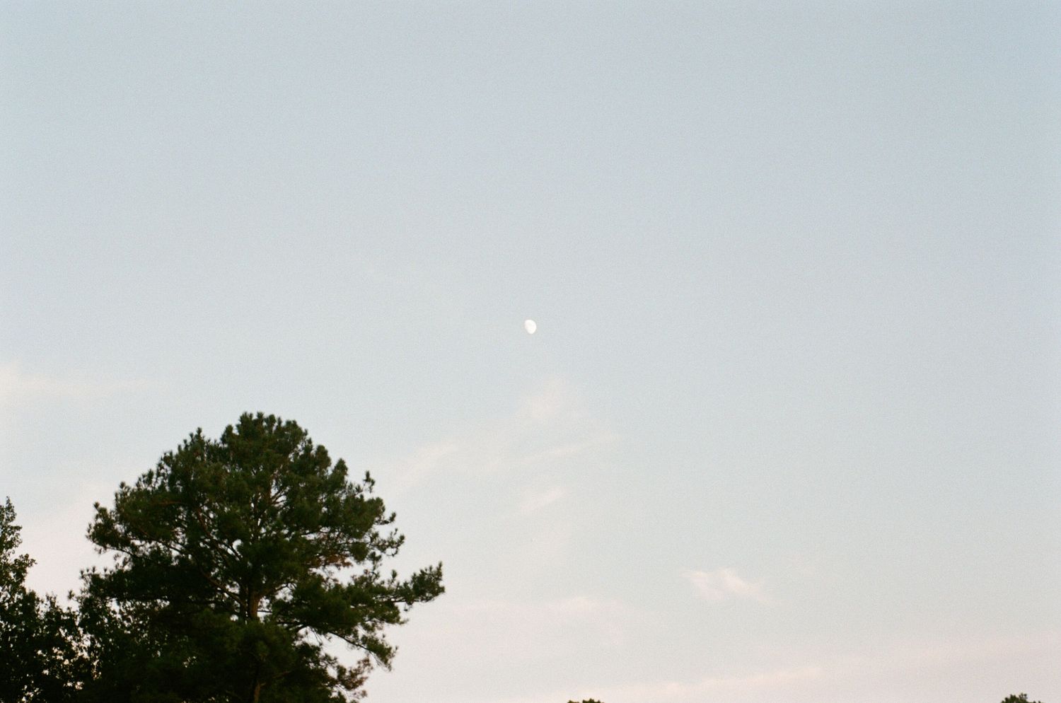 Pine trees reaching into a pale blue sky with wispy clouds.