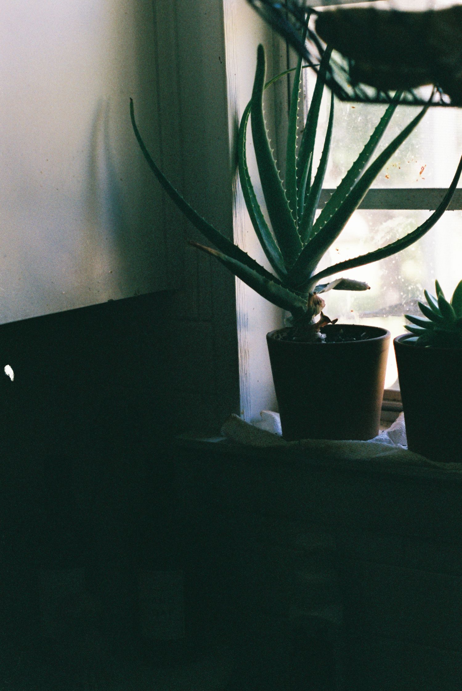 A potted aloe plant sits on a windowsill in moody lighting with dark shadows.