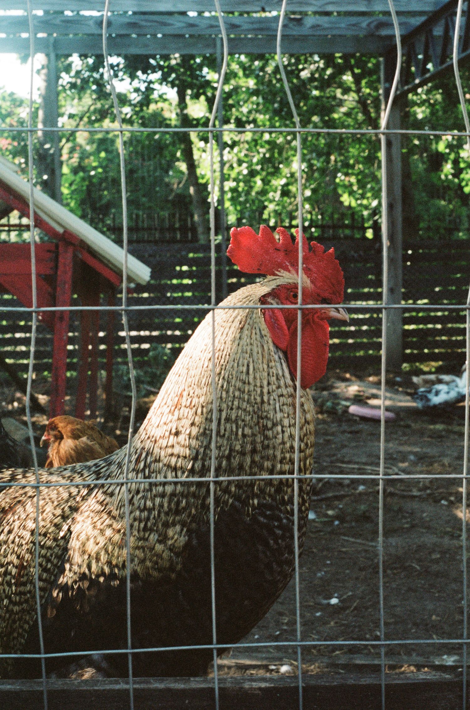 Plymouth Rock chickens in wire enclosure with red rooster visible.