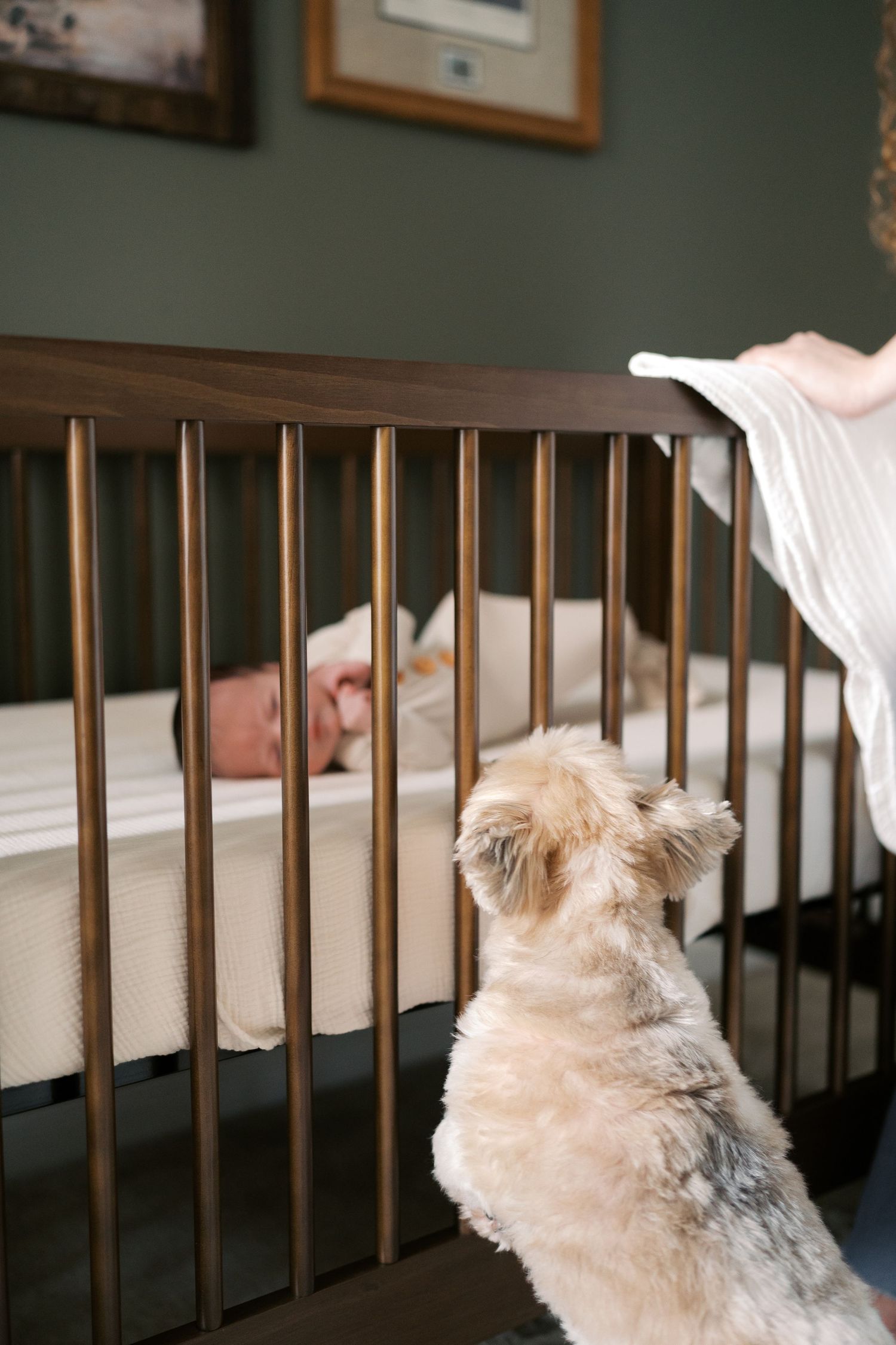 Small dog peering through crib slats at sleeping newborn in nursery.