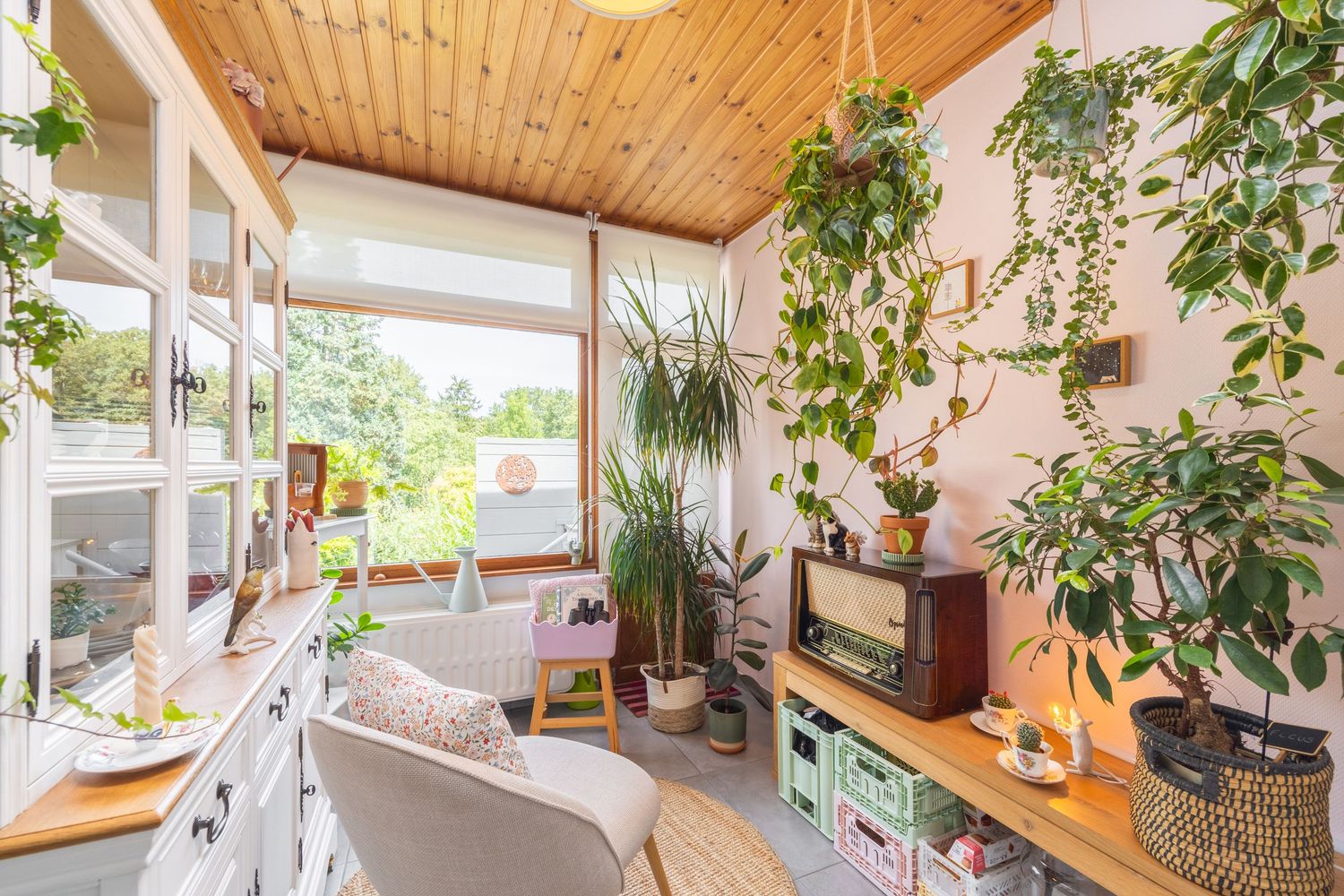 Cozy sunroom filled with lush green plants, wooden ceiling, large window, retro radio, and light wood flooring.