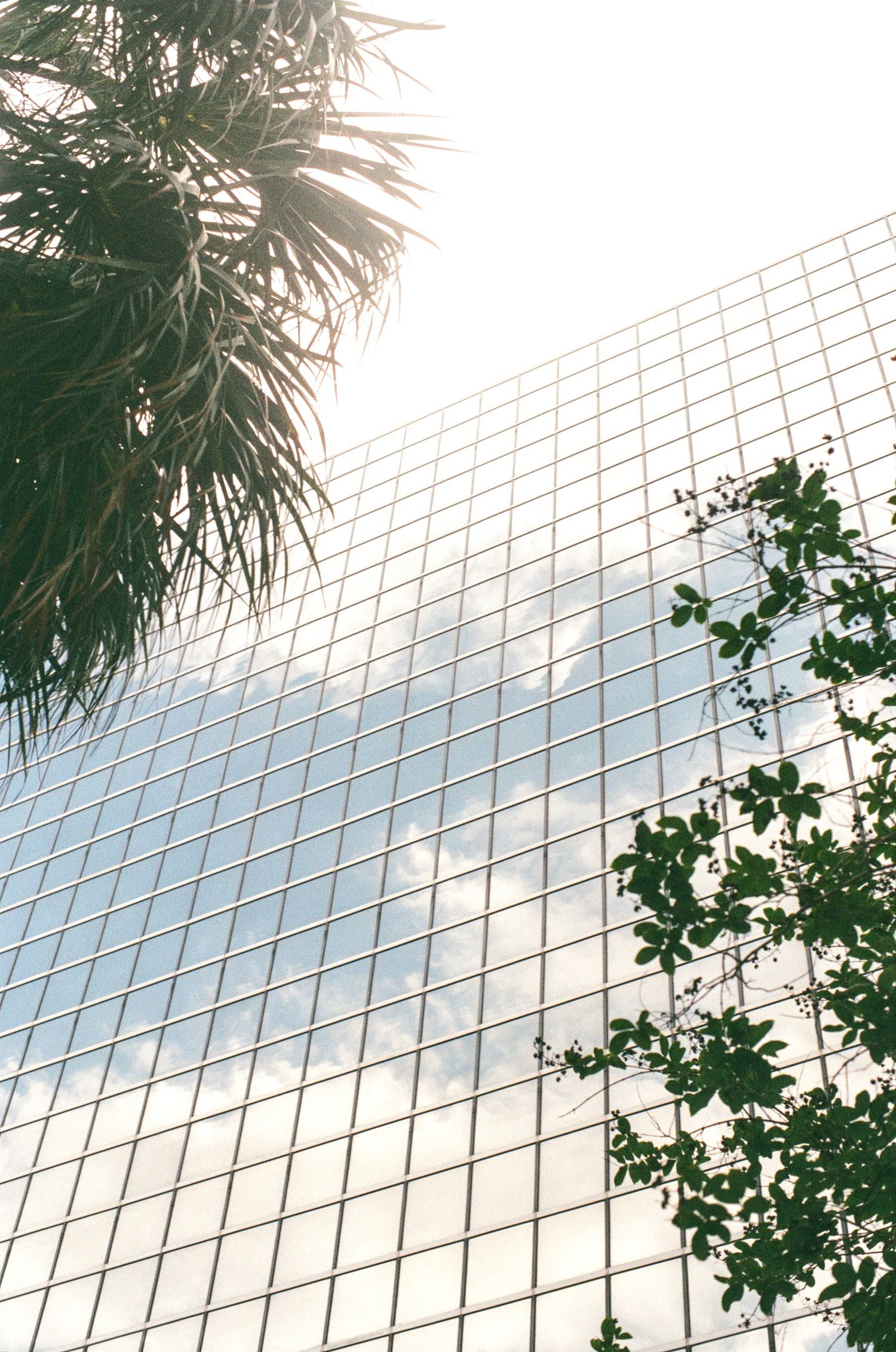 Glass skyscraper reflecting clouds with palm and green trees framing the modern architecture against a bright sky.