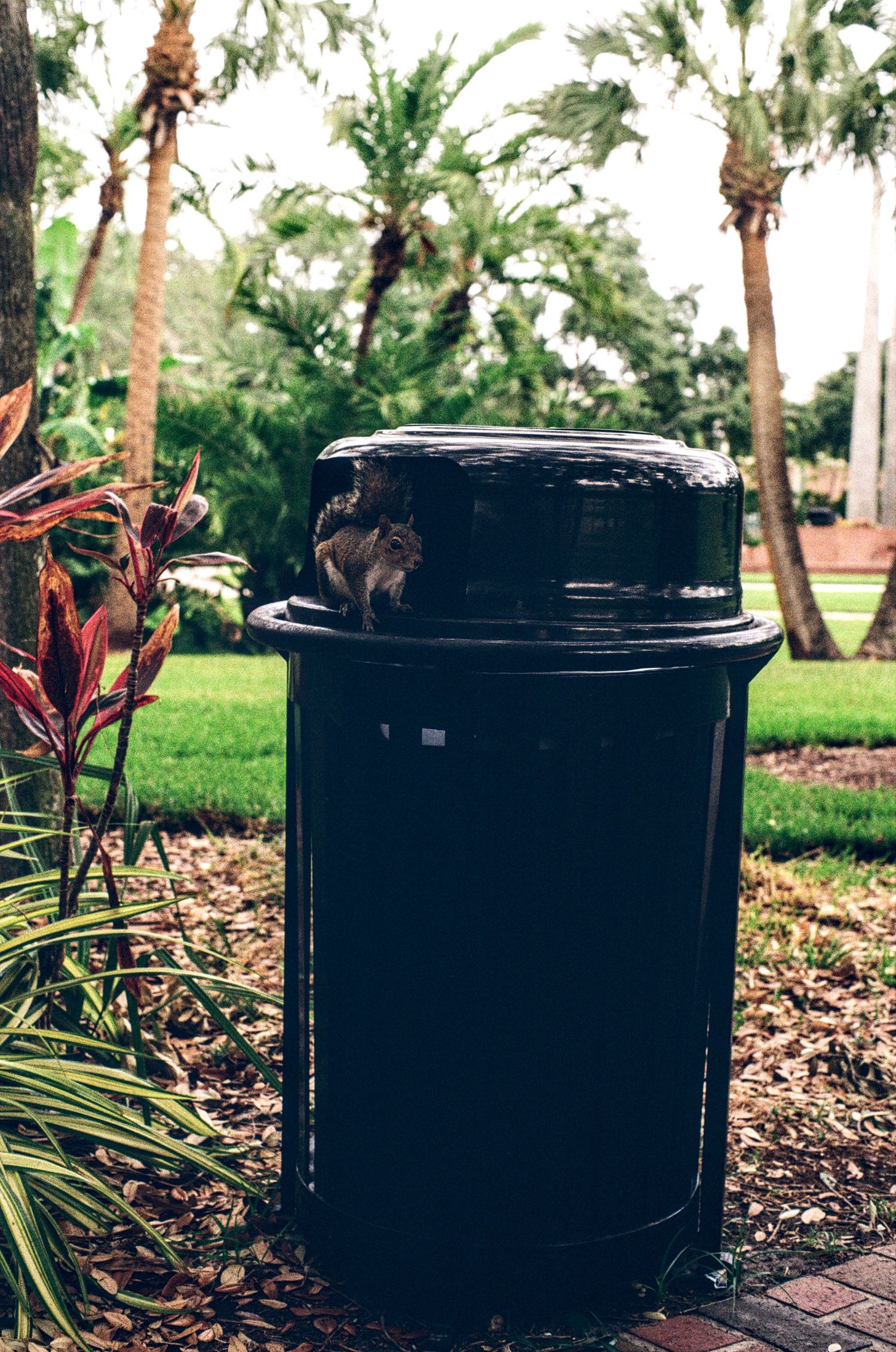 A squirrel perched on a black outdoor trash can surrounded by palm trees and tropical plants in a park.