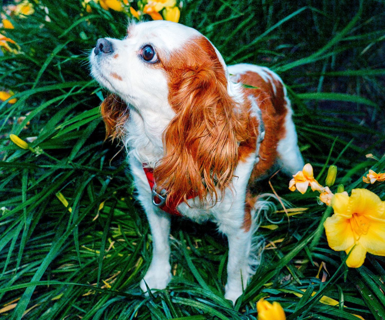 A Cavalier King Charles Spaniel with brown and white fur stands among green grass and yellow flowers.