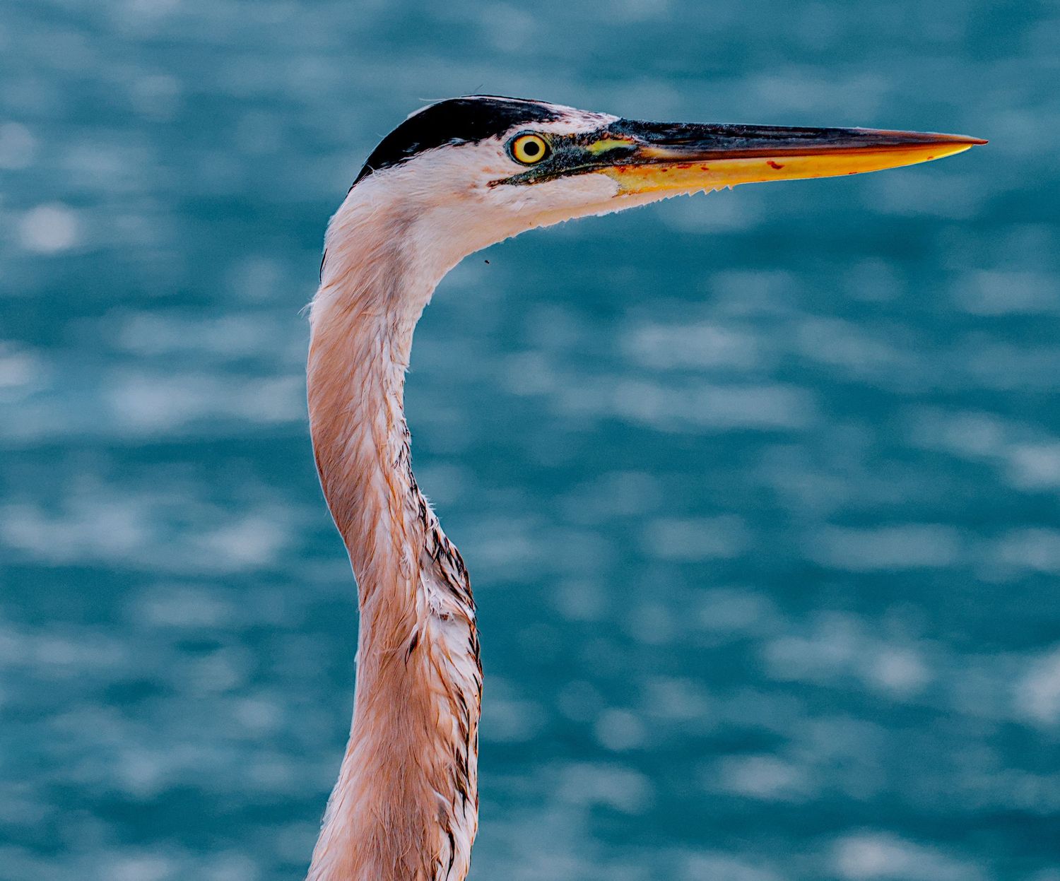 Close-up portrait of a Great Blue Heron with yellow eye and orange beak against a blurred blue water background.
