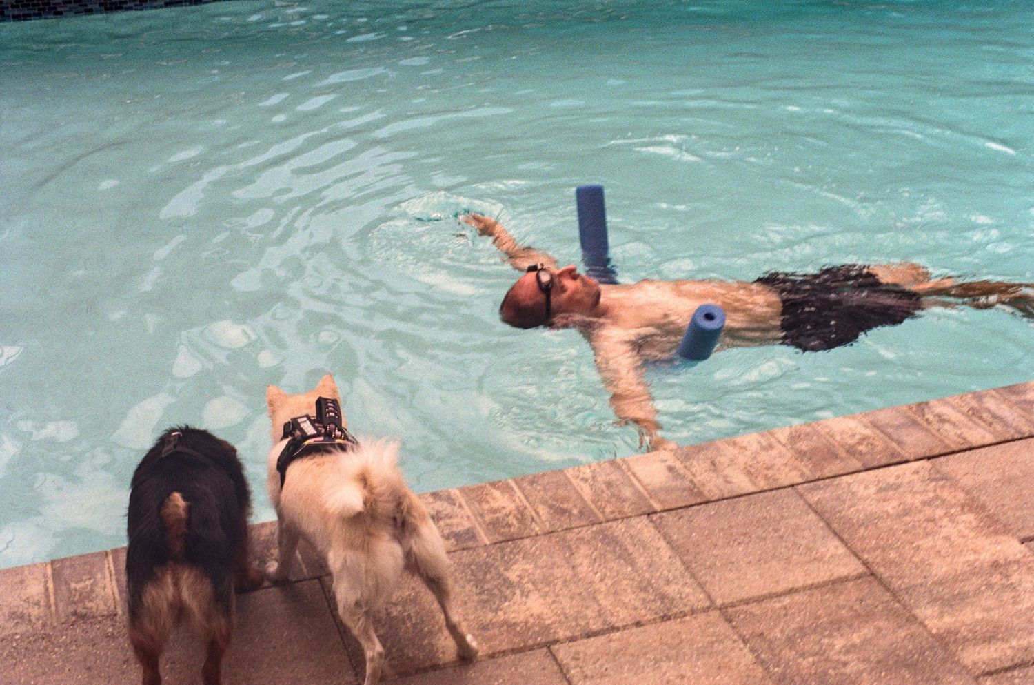 Two dogs watch curiously from poolside as a person swims laps using a pool noodle in a clear blue swimming pool.