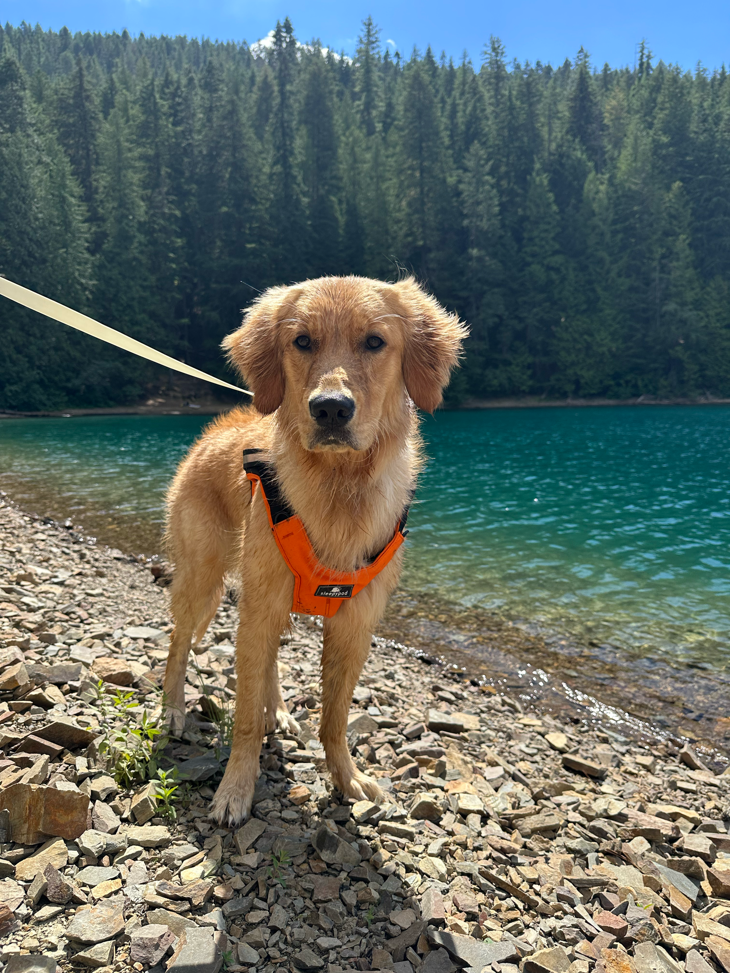 A golden retriever wearing an orange life vest explores a rocky lakeshore surrounded by forest.