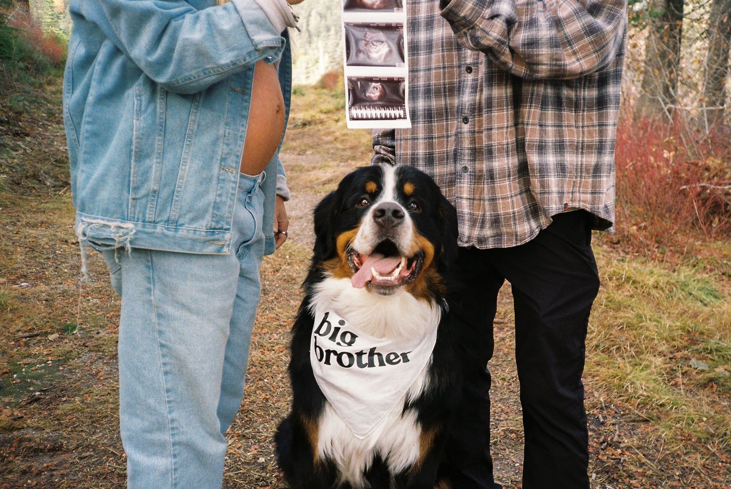 Bernese Mountain Dog wearing a big brother bandana at a pregnancy announcement photoshoot with couple holding ultrasound.