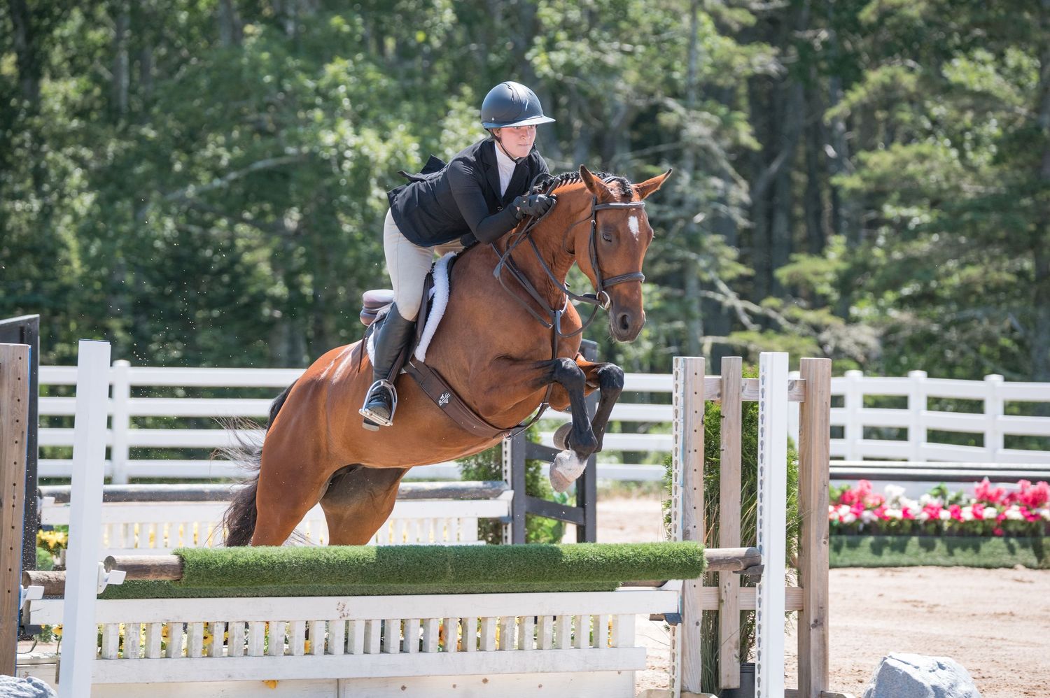 horse and rider jumping