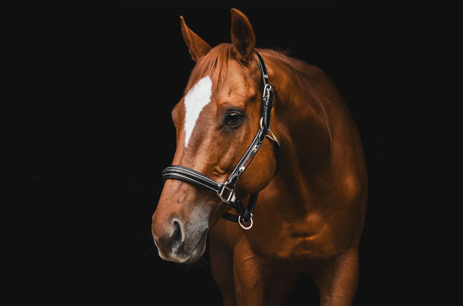 horse black background