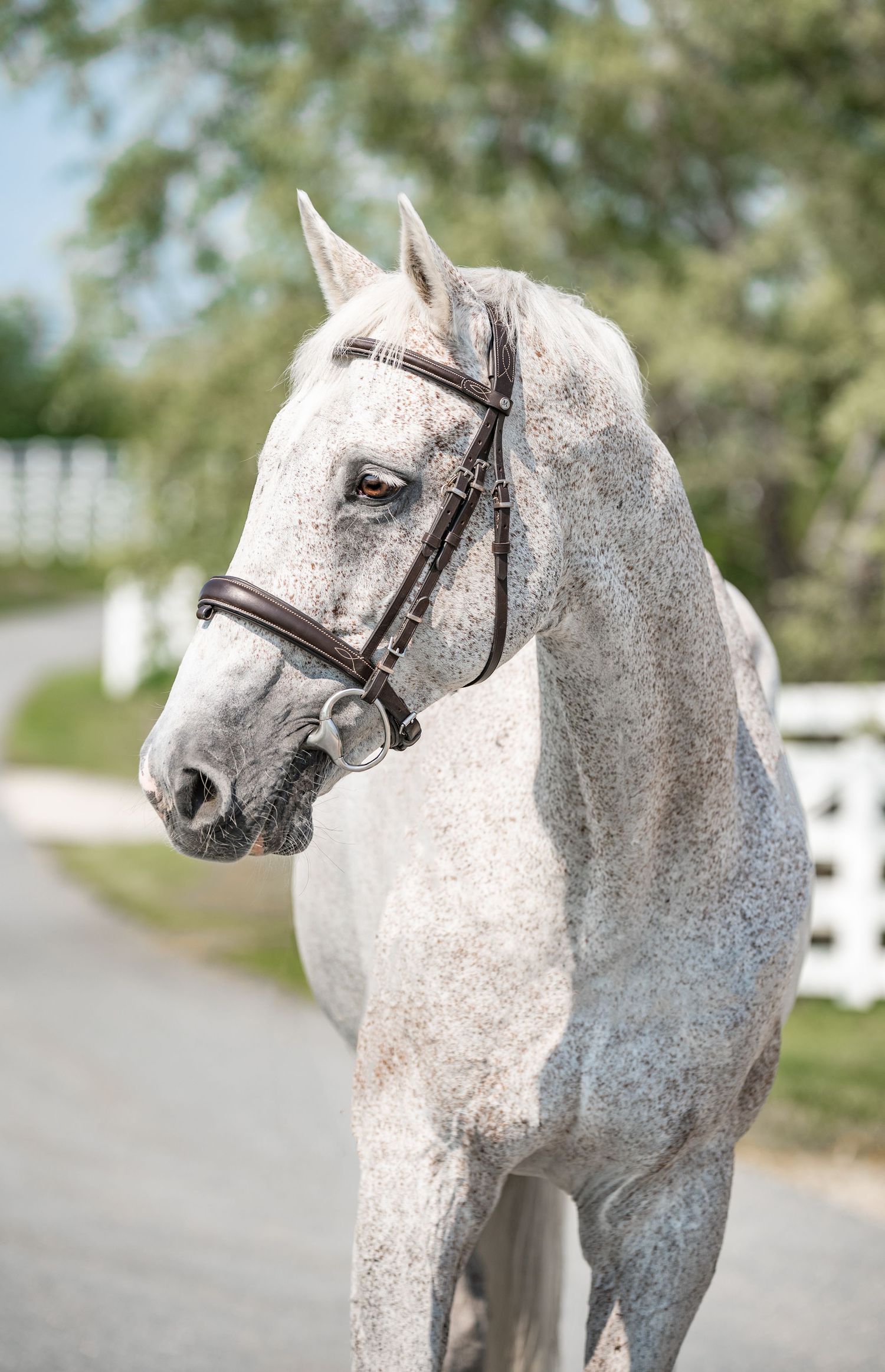 horse