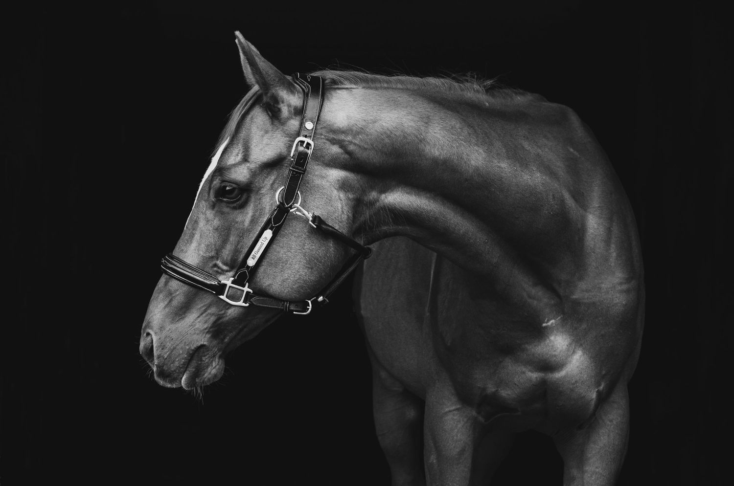 horse black background