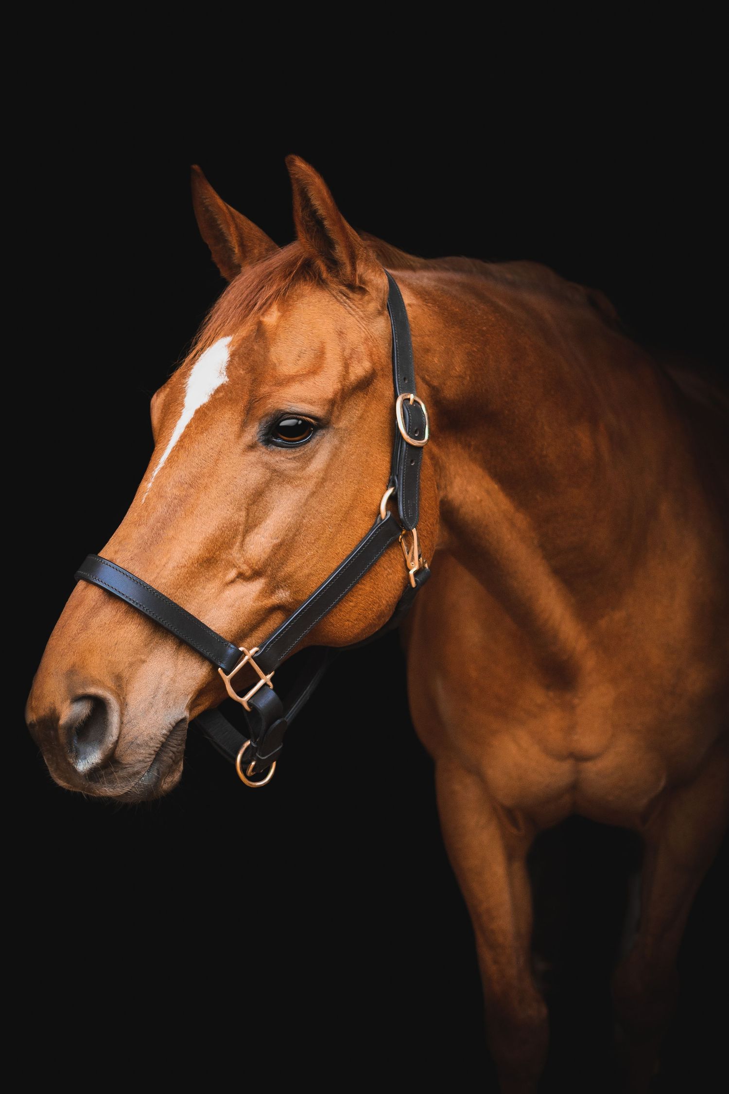 black background of horse