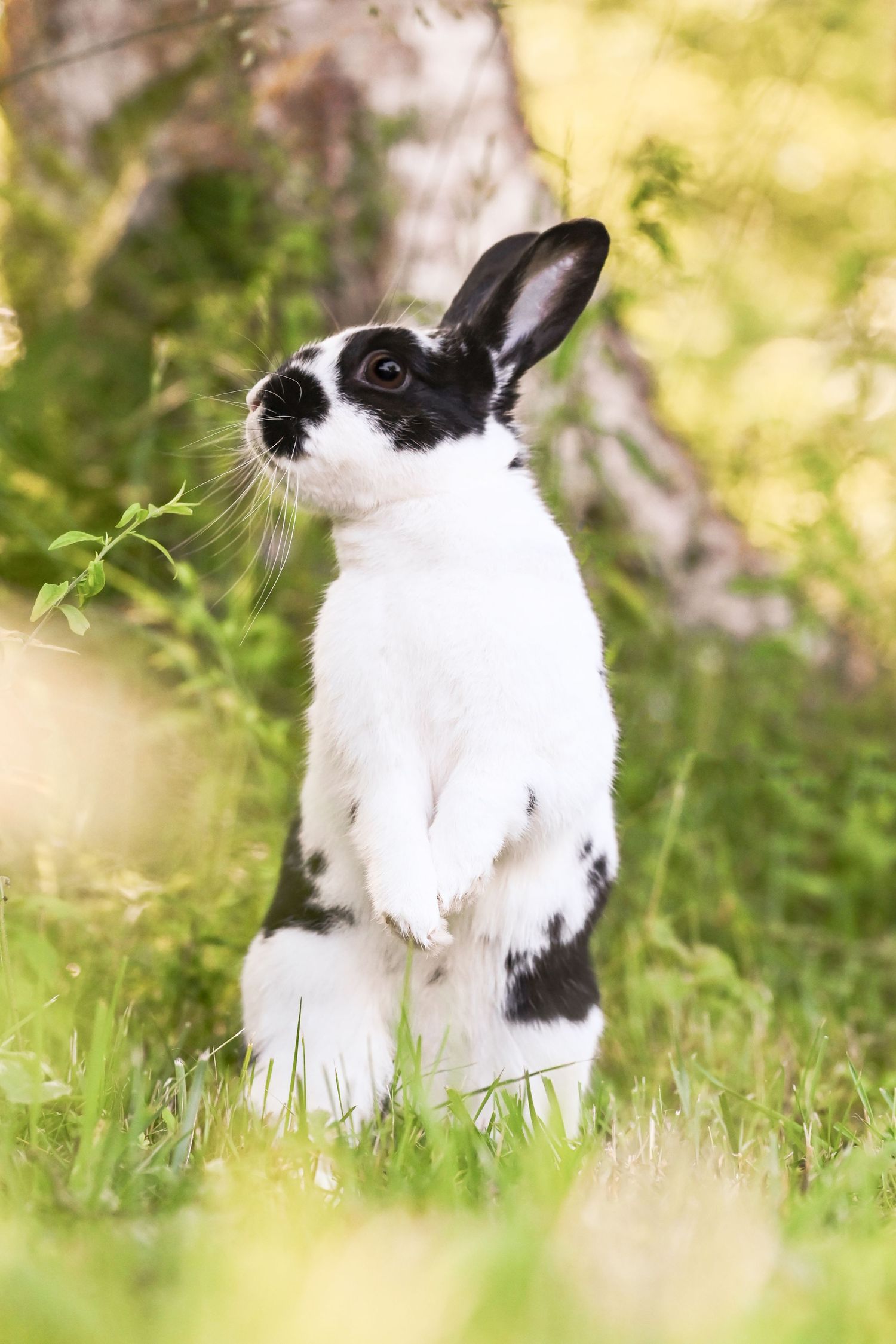 bunny