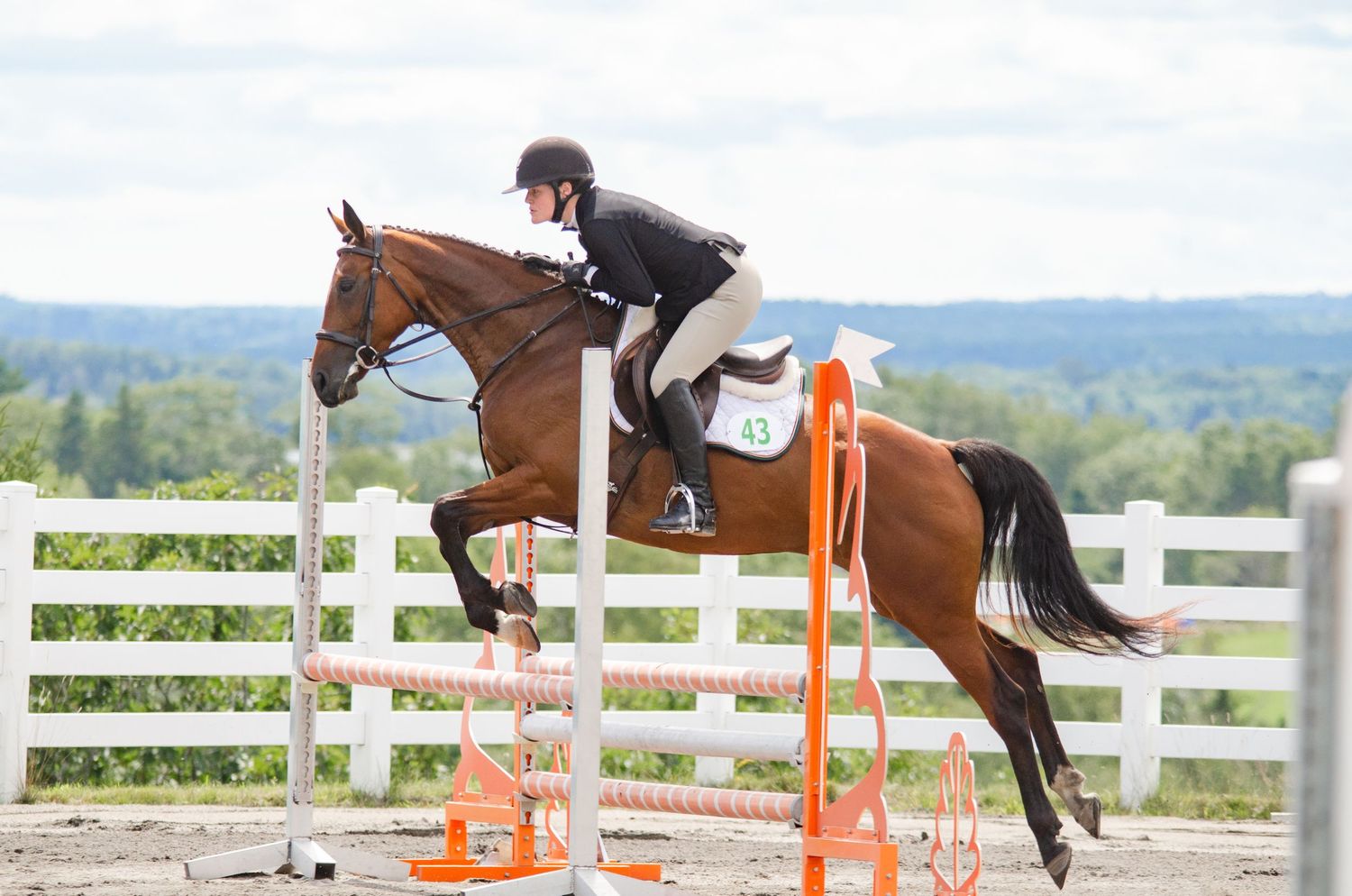 horse and rider jumping