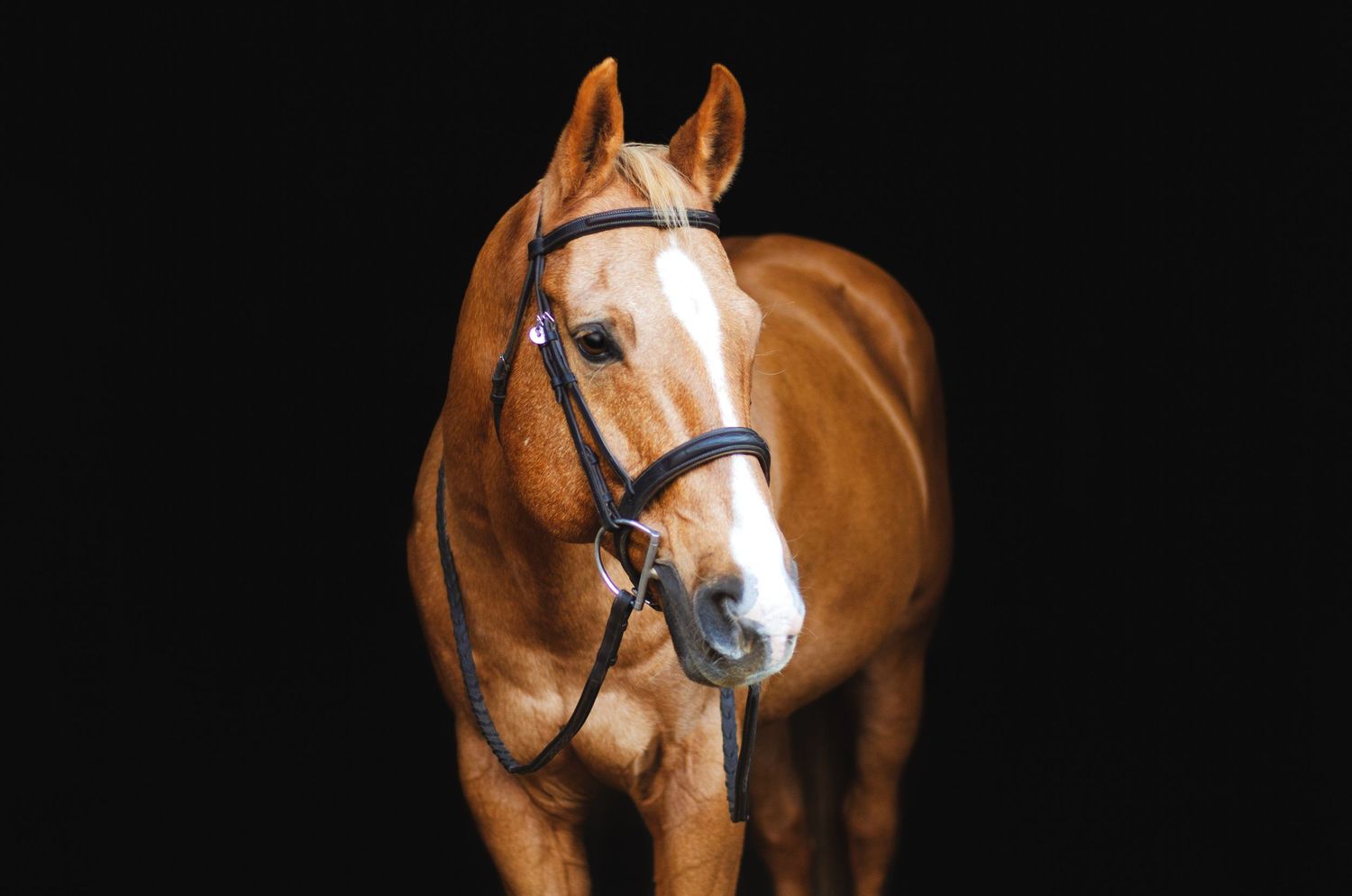 horse black background