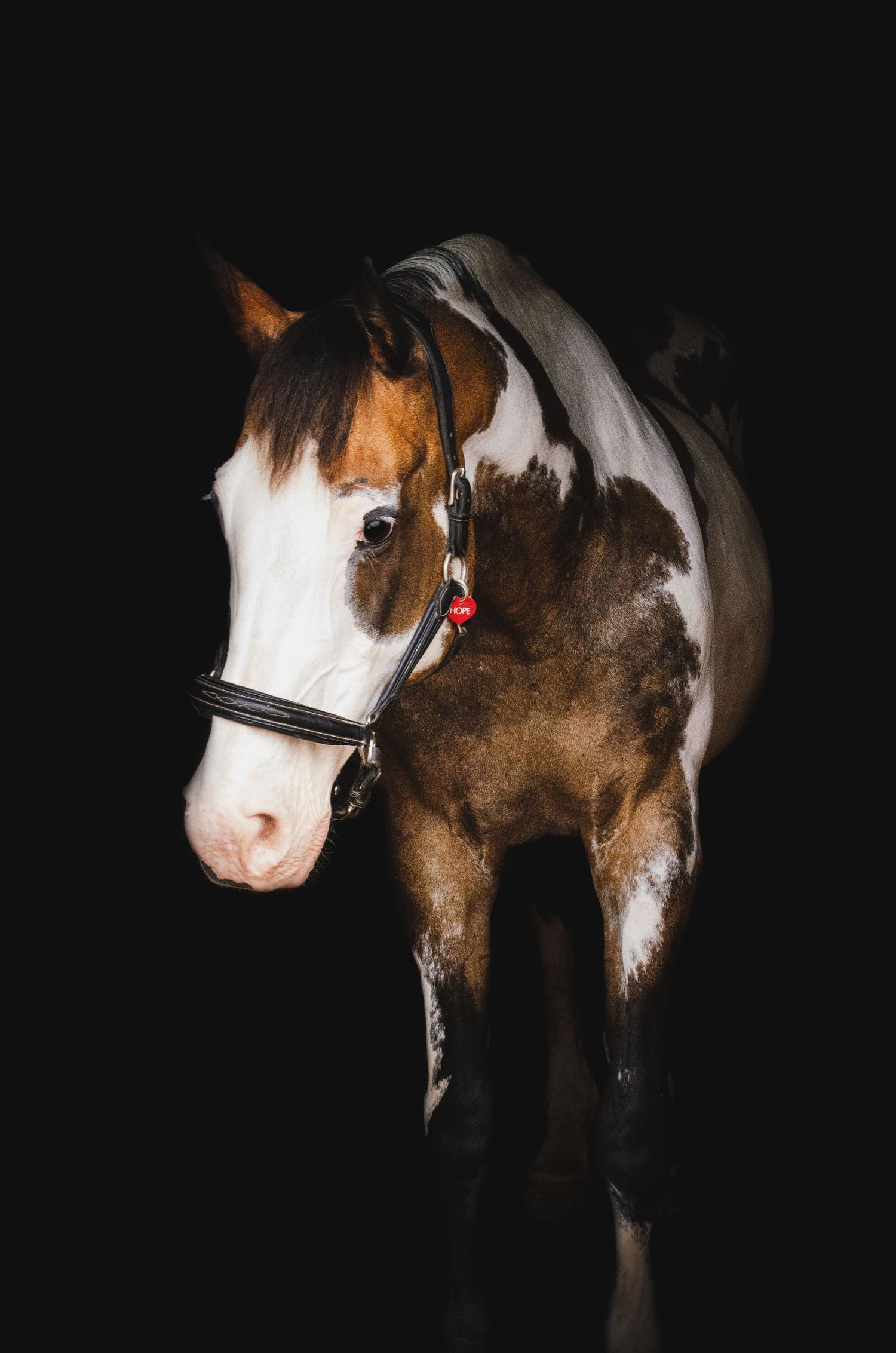 horse black background