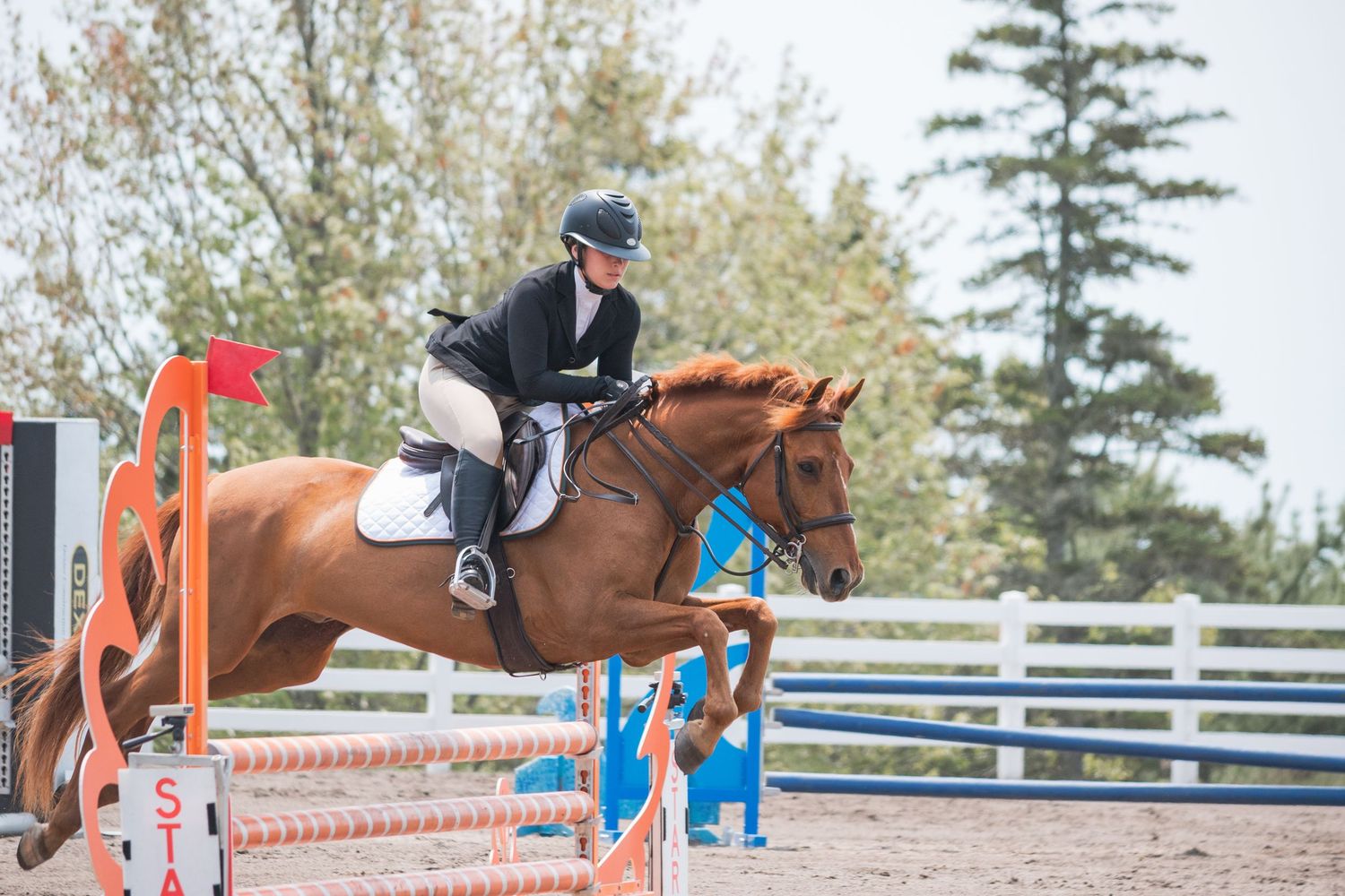horse and rider