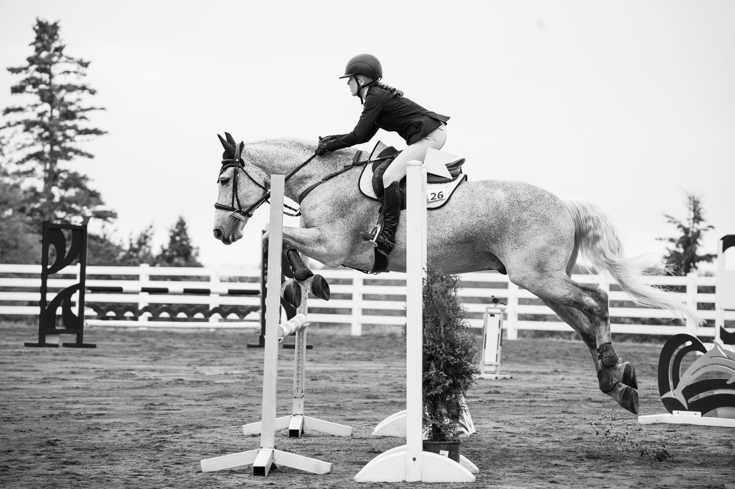 horse and rider