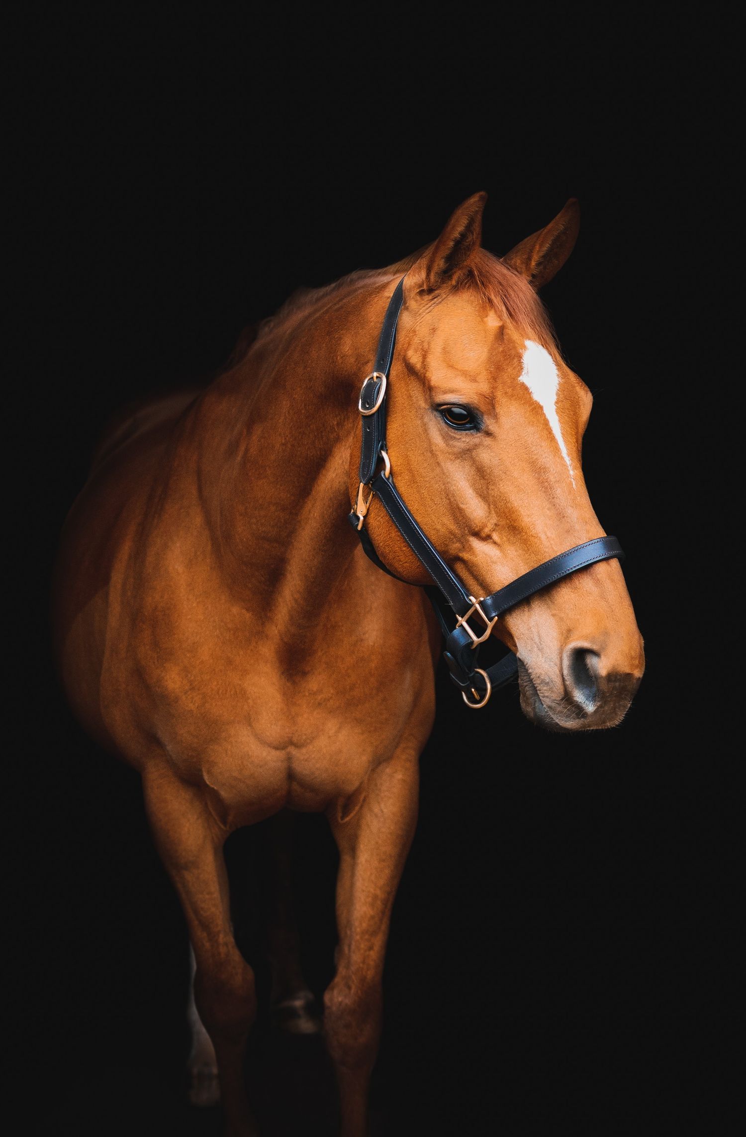 horse black background