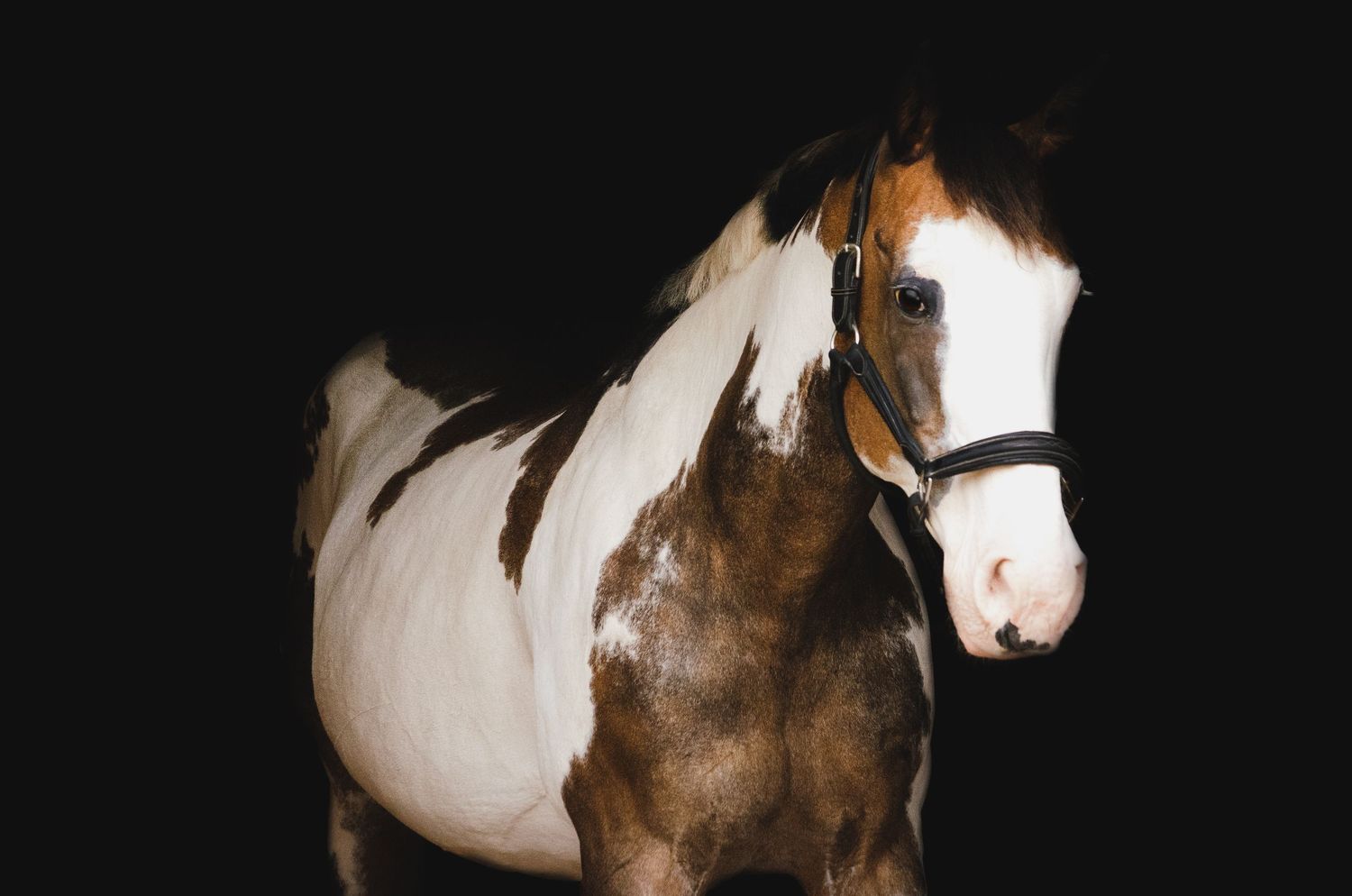 horse black background