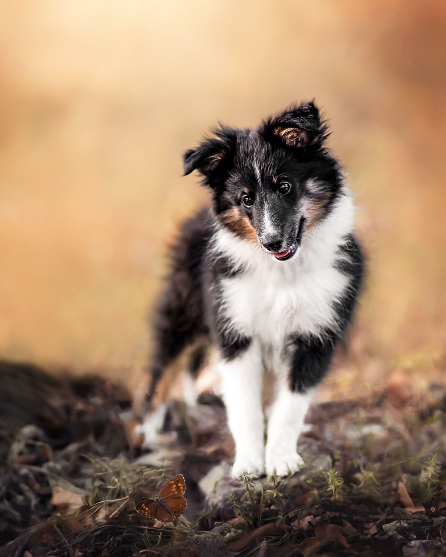 Chiot berger des shetlands debout de face qui regarde un papillon posé au sol. Fond orange très flou