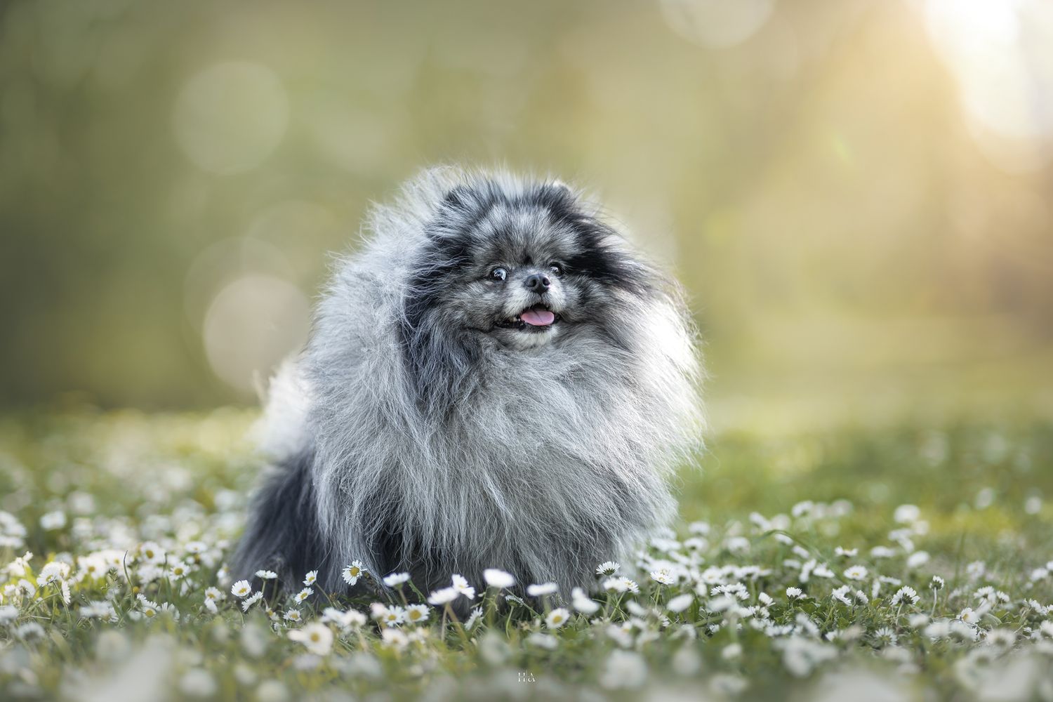 Spitz gris assis dans les pâquerettes, le fond est très flou dans des tons verts chauds